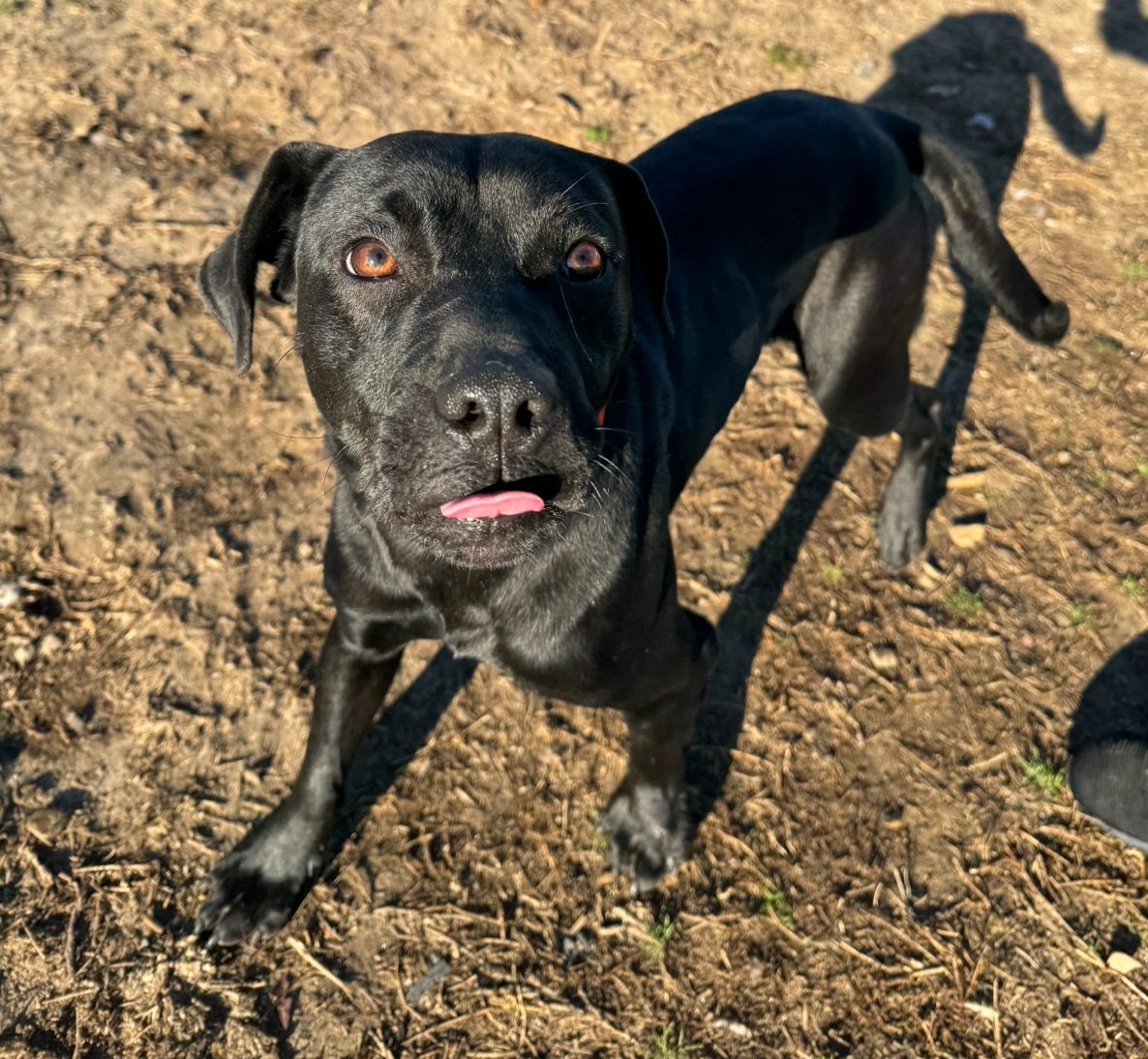 Enlarge Lefty, a Adoptable mixed breed in Glenwood, AR image 3/3