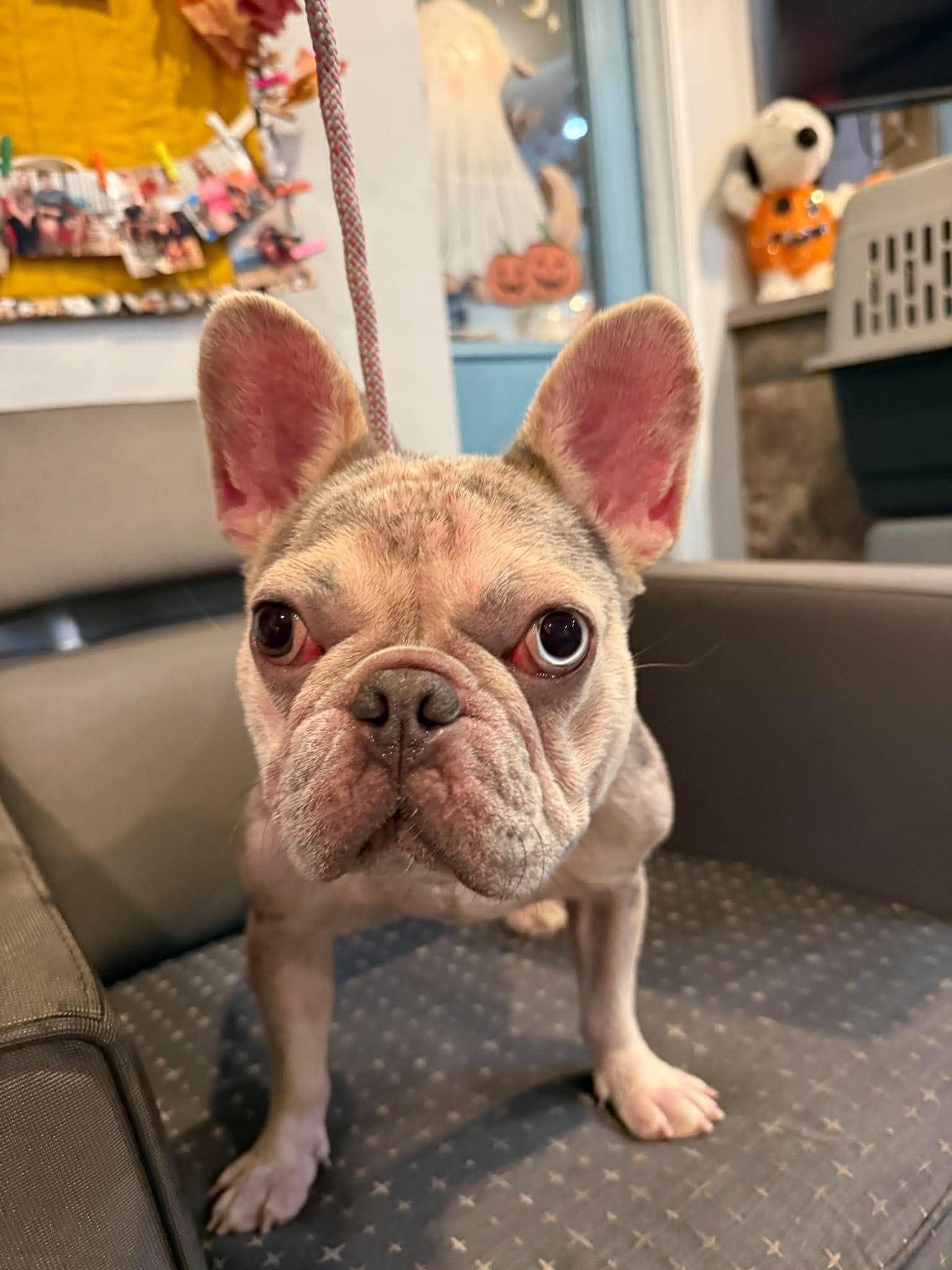 Enlarge Pua, a Adoptable French Bulldog in Phoenix, AZ image 4/4