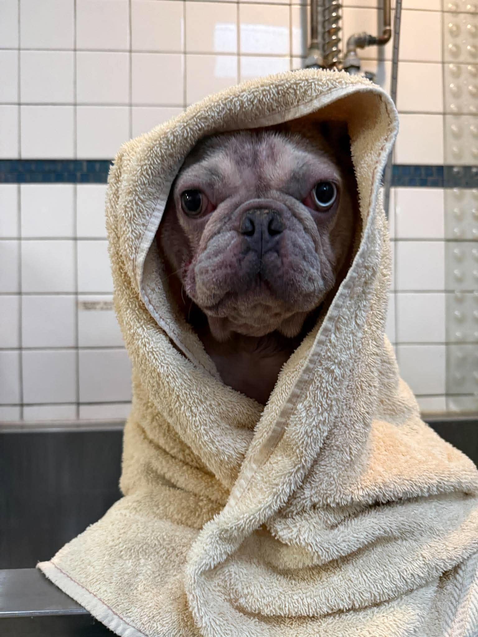 Enlarge Pua, a Adoptable French Bulldog in Phoenix, AZ image 3/4