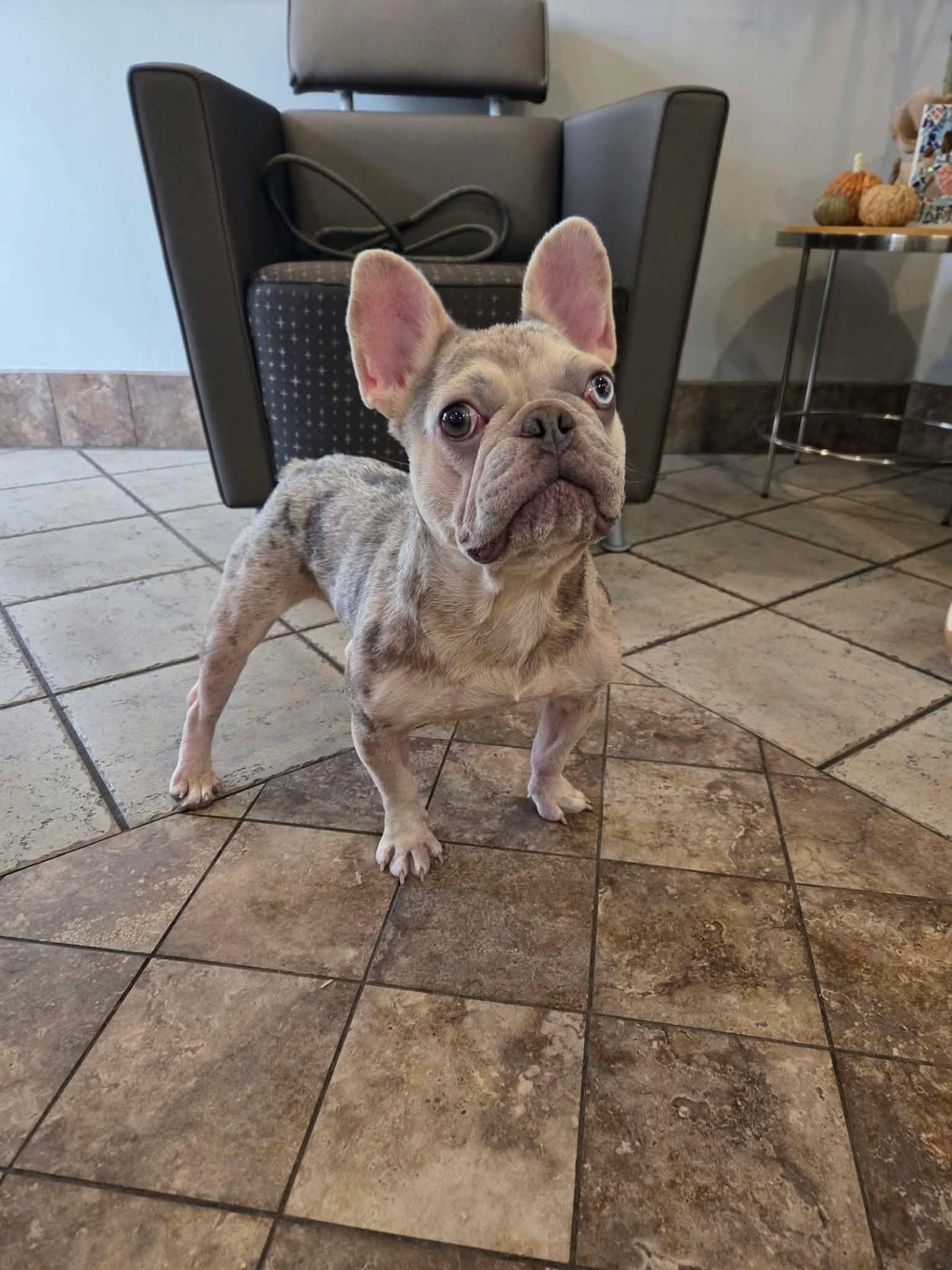 Pua, Adoptable, Young Female French Bulldog.