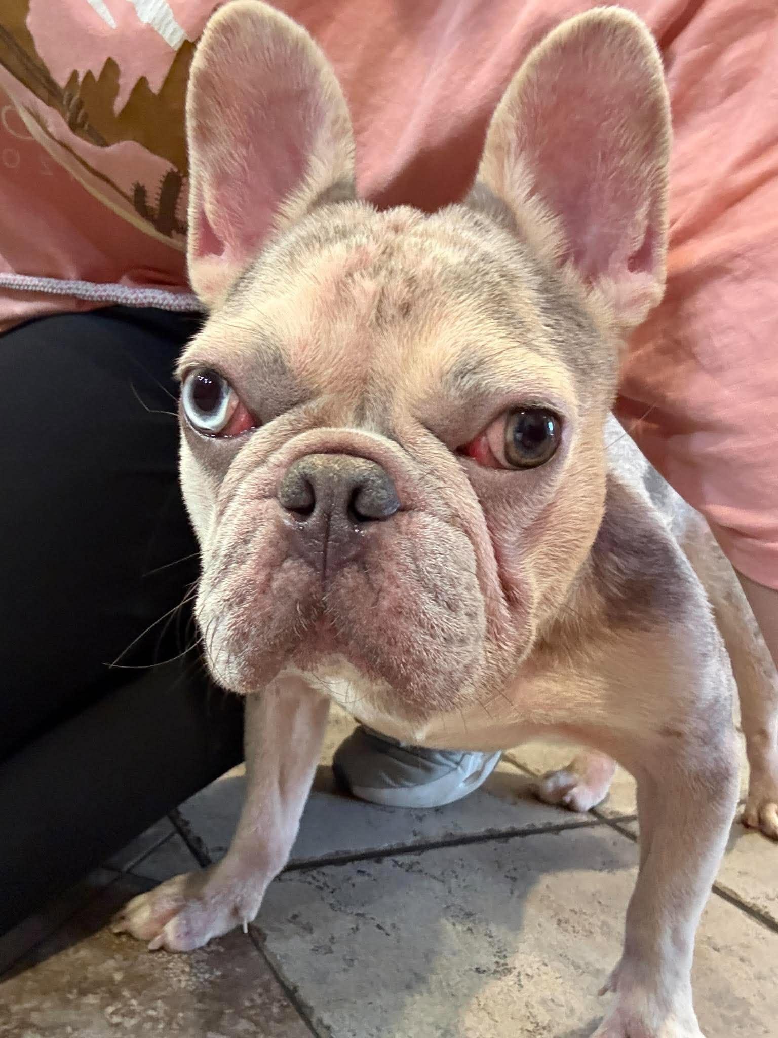 Enlarge Pua, a Adoptable French Bulldog in Phoenix, AZ image 2/4