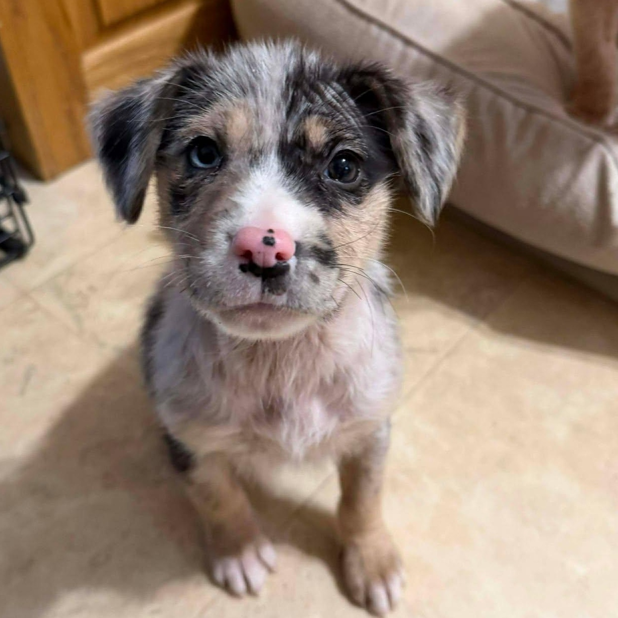 Juniper, an adopted Mixed Breed in Rochester, NY image 1/2