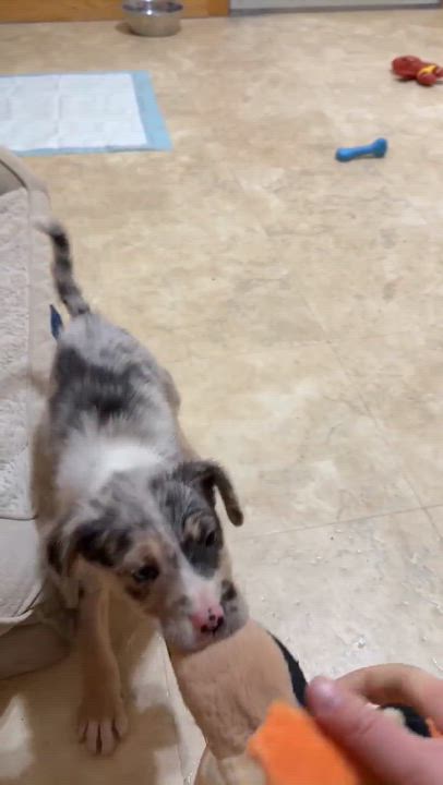 Enlarge Juniper, an adopted Mixed Breed in Rochester, NY video 2/2