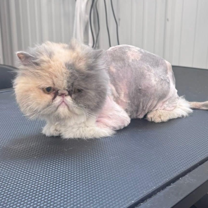 Frankie, ADOPTABLE, Kitten Female Persian.