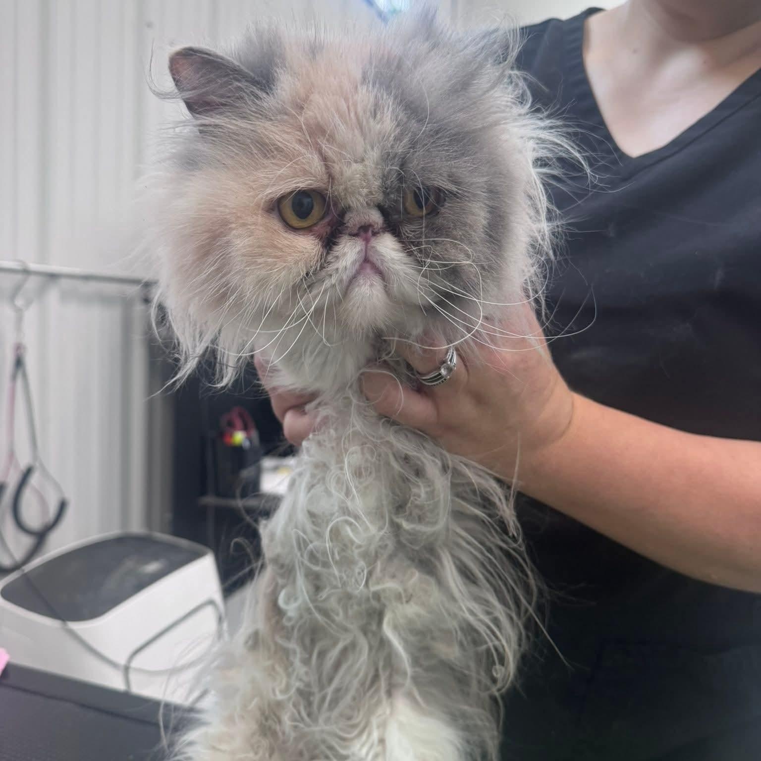 Enlarge Frankie, a ADOPTABLE Persian in Minooka, IL image 2/2