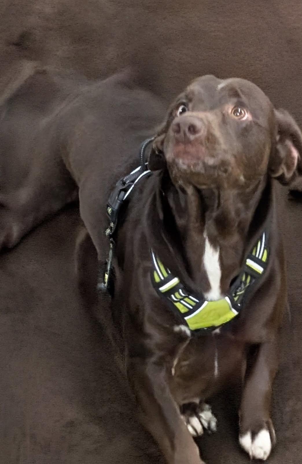 Enlarge Moose , a ADOPTABLE mixed breed in Barrington Hills, IL image 1/3