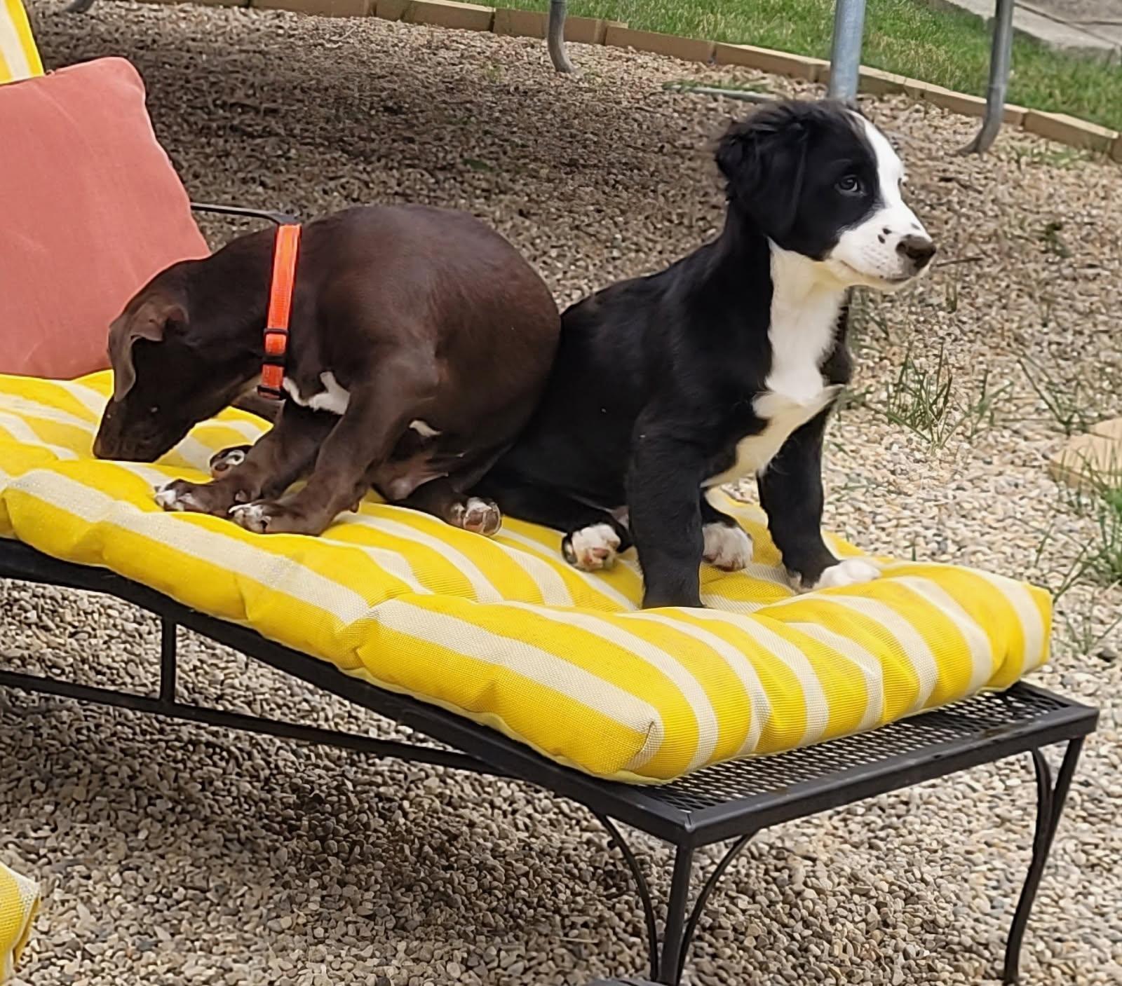 Enlarge Moose , a ADOPTABLE mixed breed in Barrington Hills, IL image 3/3