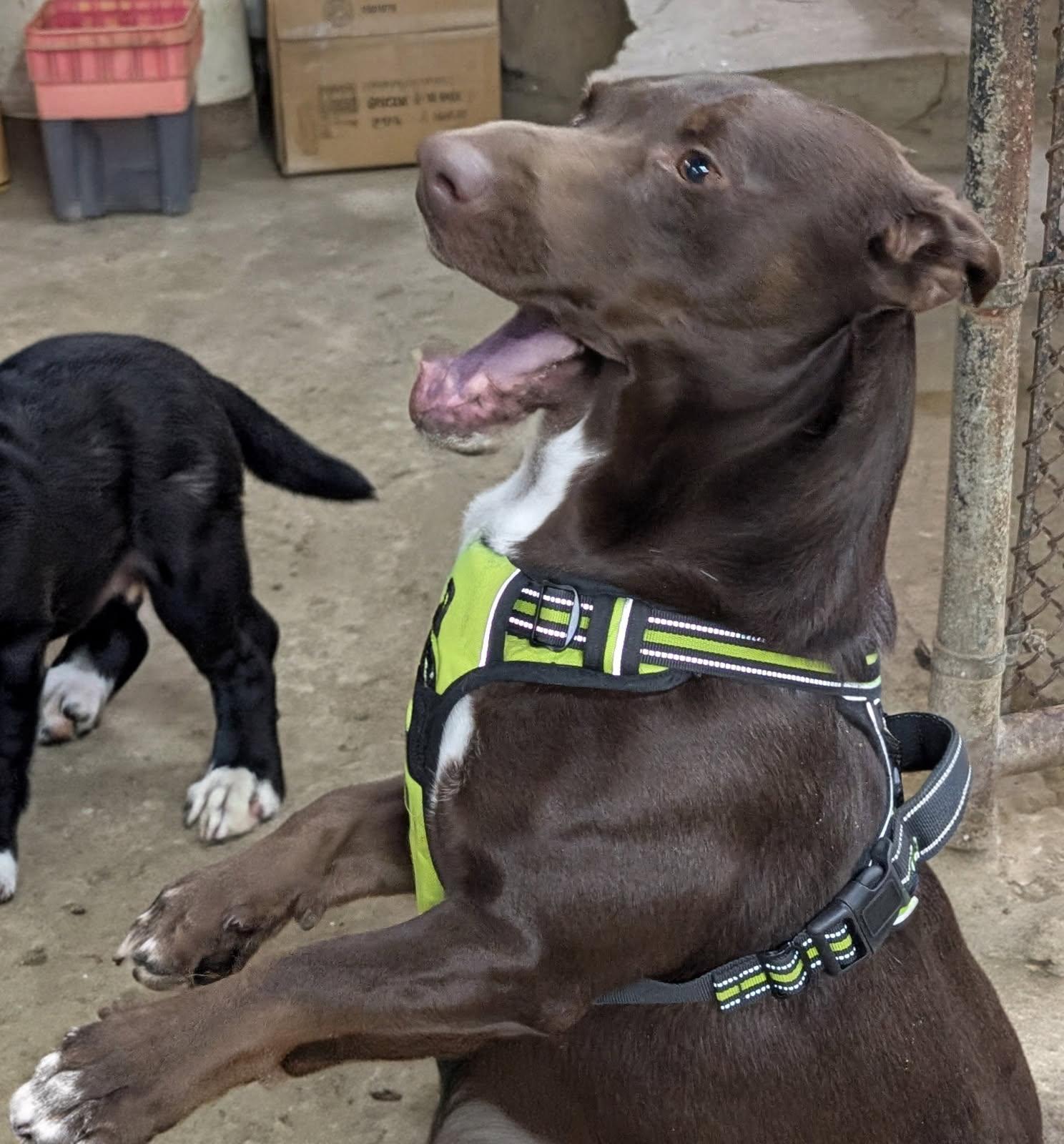Enlarge Moose , a ADOPTABLE mixed breed in Barrington Hills, IL image 2/3