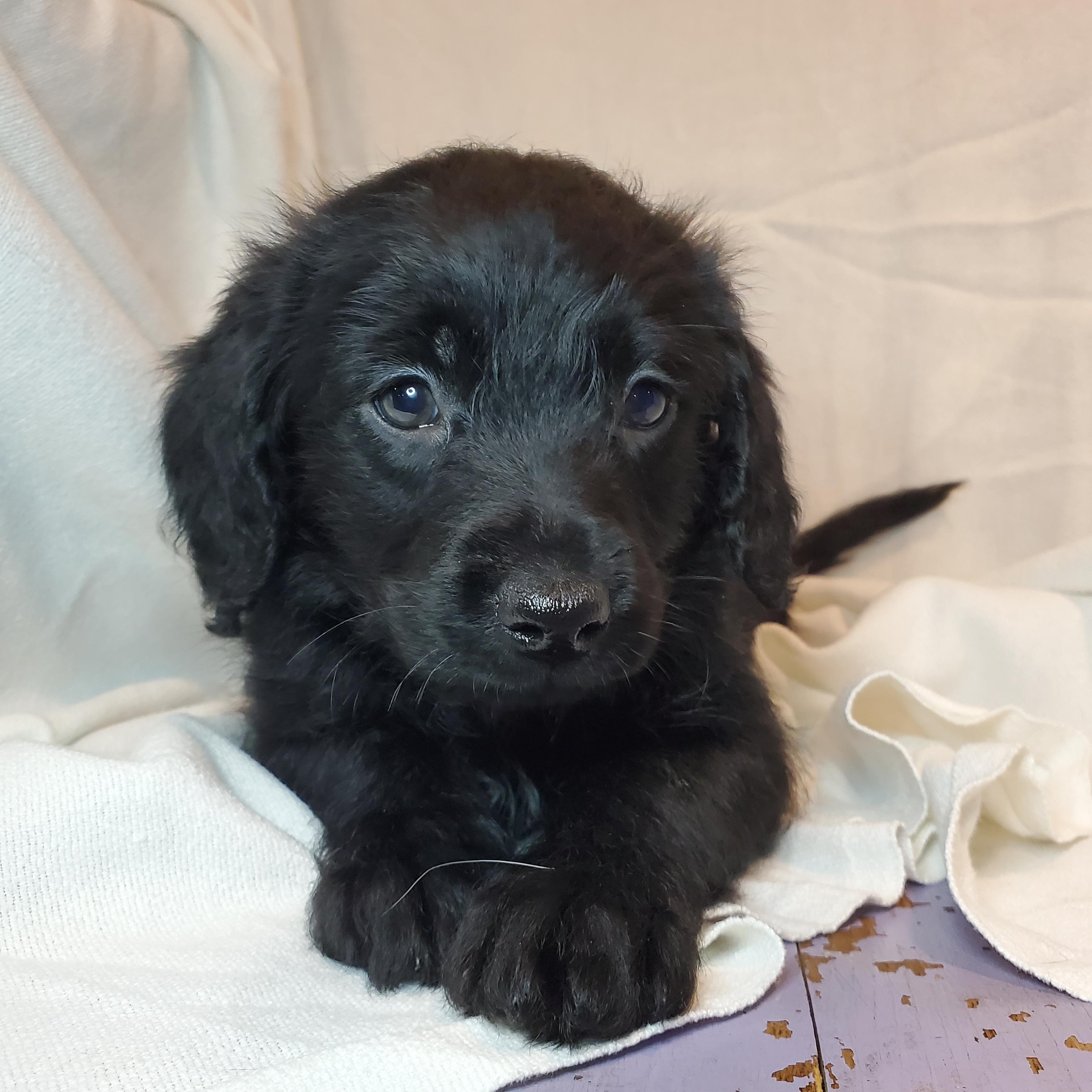 Enlarge Albert, a Adoptable mixed breed in Blairstown, NJ image 3/6