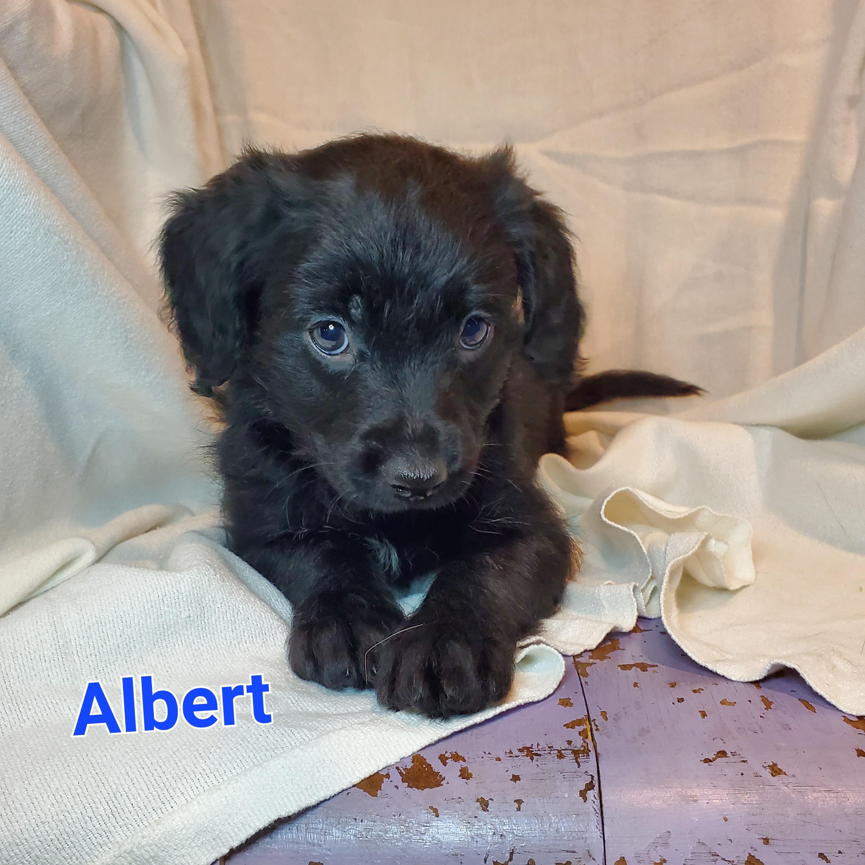 Albert, Adoptable, Puppy Male Poodle & Mixed Breed.