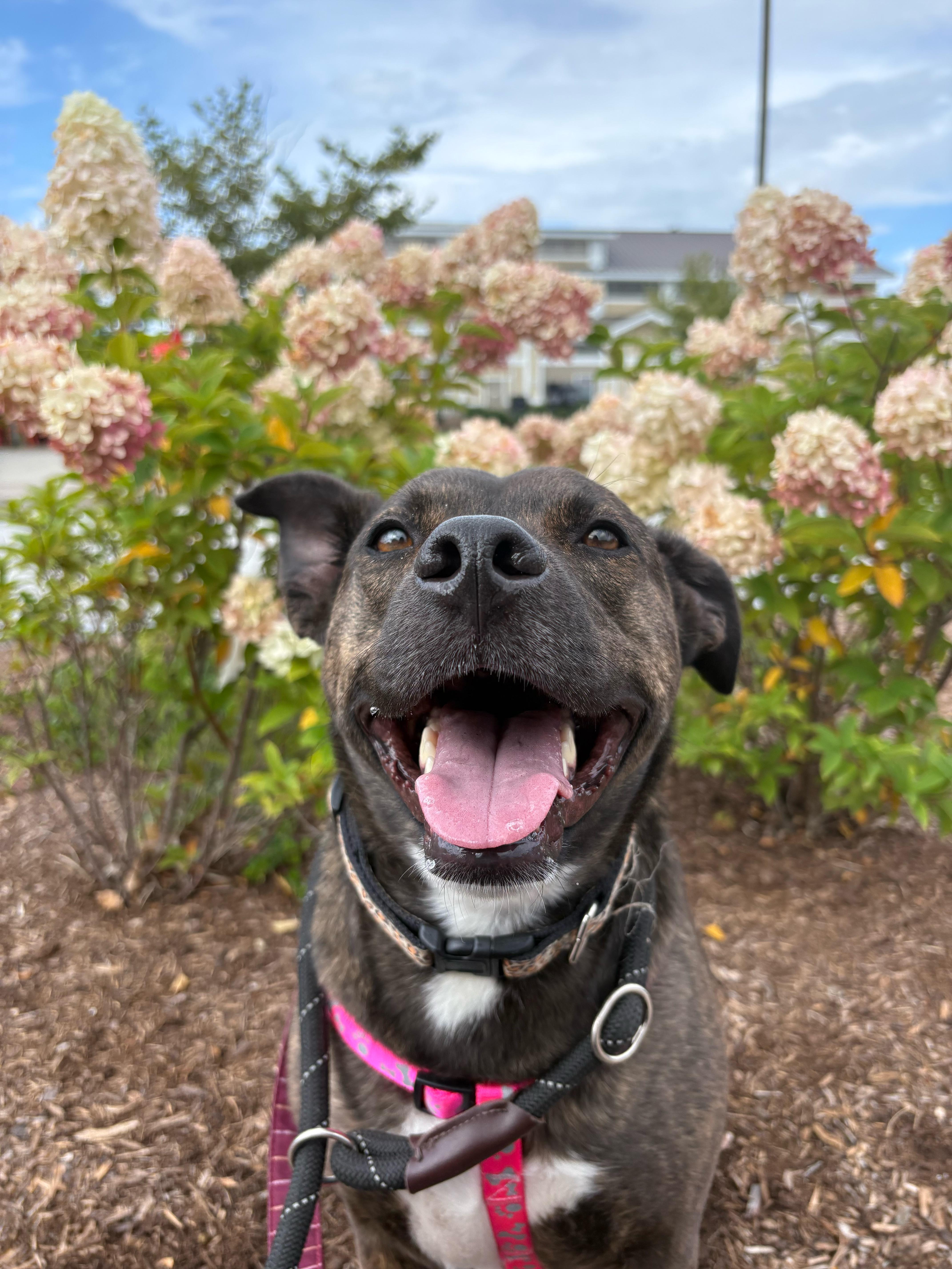 Dixie, adopted, Adult Female Mixed Breed.