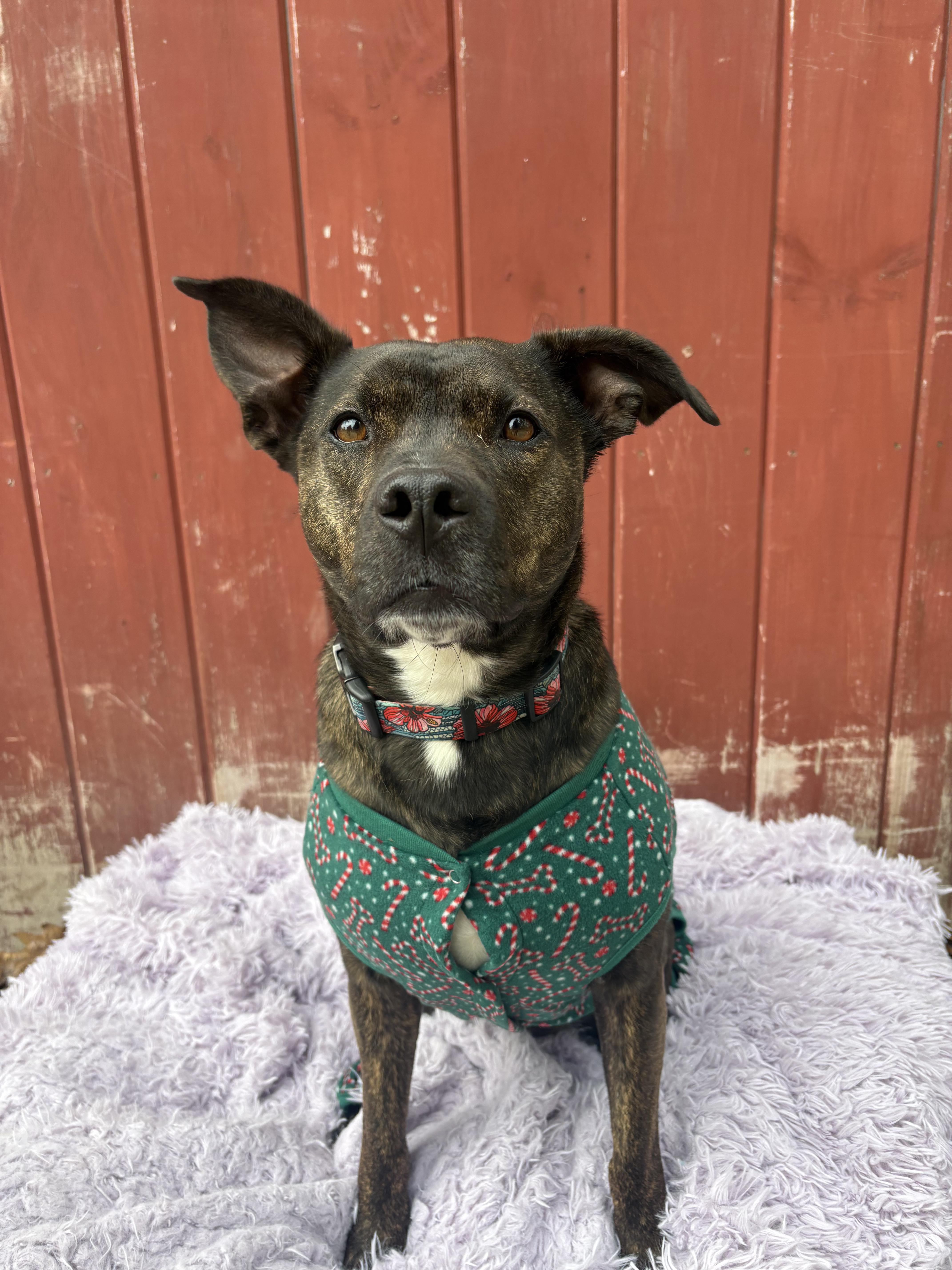 Dixie, an adopted mixed breed in New Boston, NH image 2/3