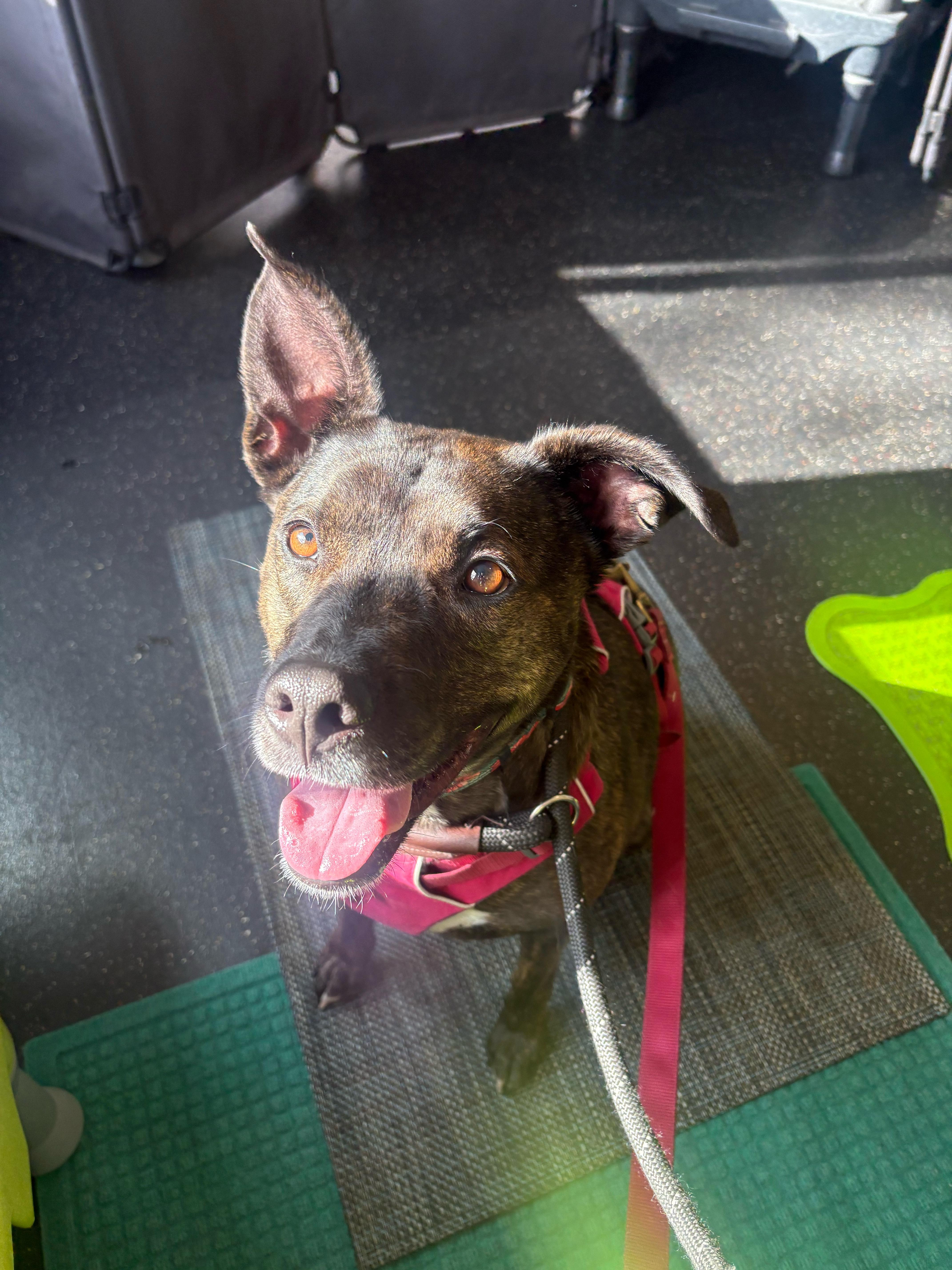 Dixie, an adopted mixed breed in New Boston, NH image 3/3