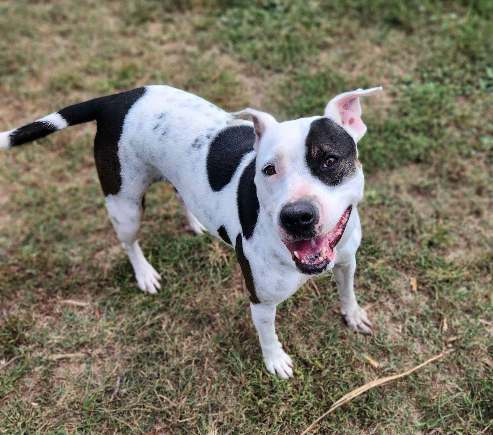 DELILAH(terrier), a Adoptable Mixed Breed in Holbrook, NY image 2/6
