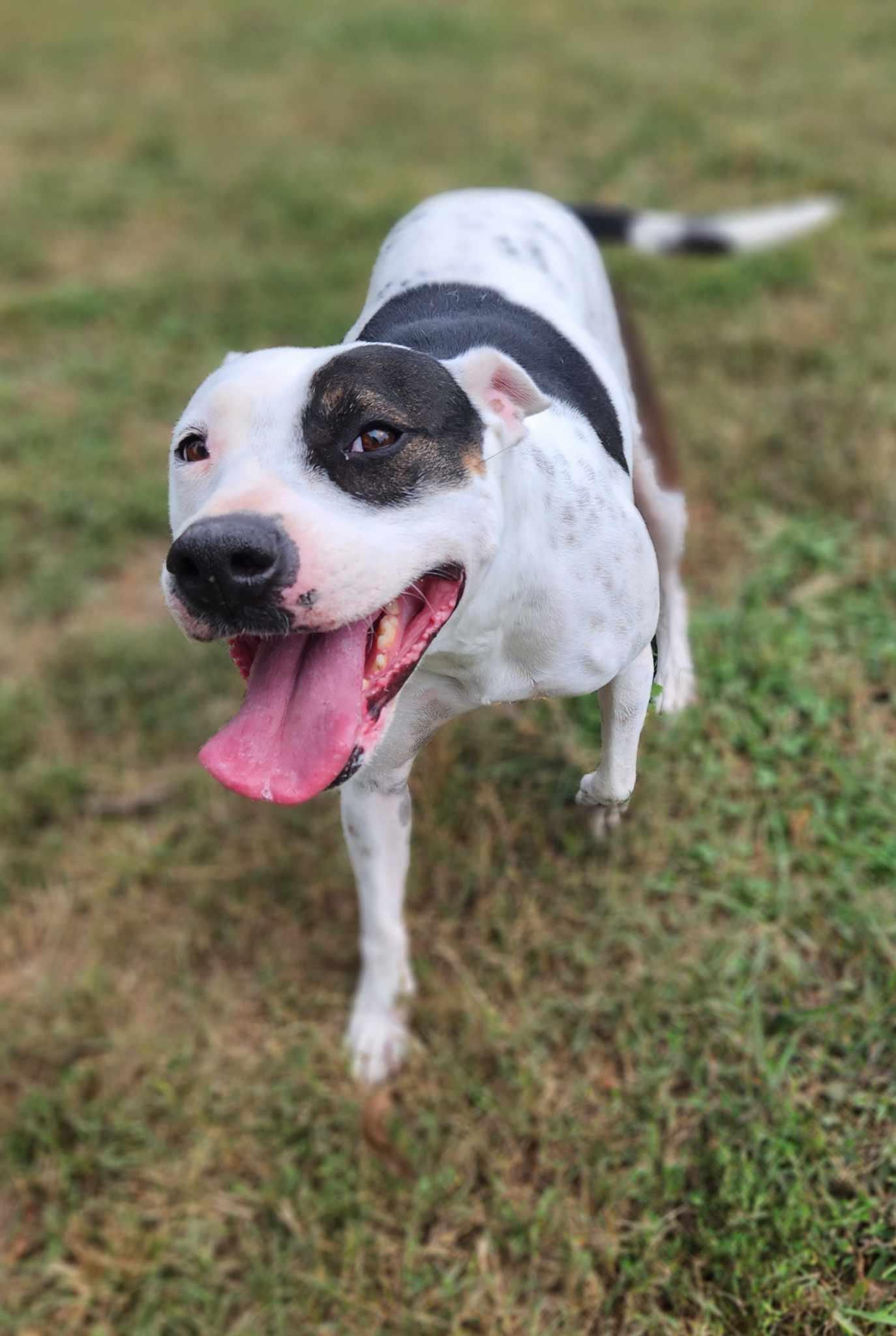 DELILAH(terrier), a Adoptable Mixed Breed in Holbrook, NY image 3/6