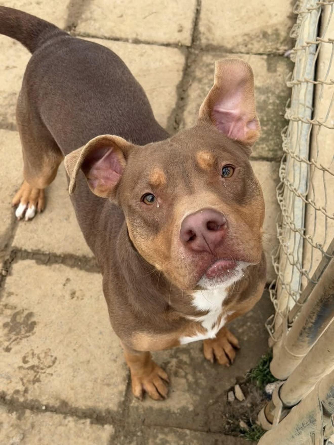 Enlarge Elmer, a Adoptable mixed breed in Tullahoma, TN image 1/2