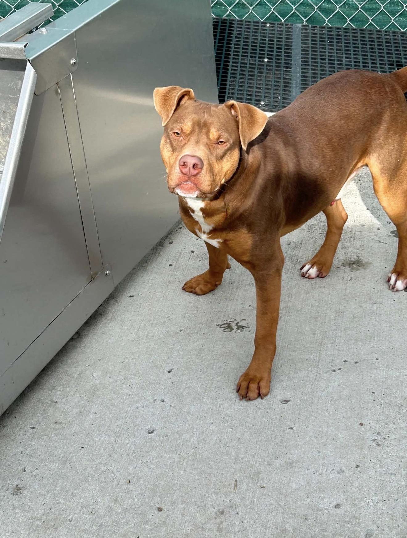 Enlarge Elmer, a Adoptable mixed breed in Tullahoma, TN image 2/2