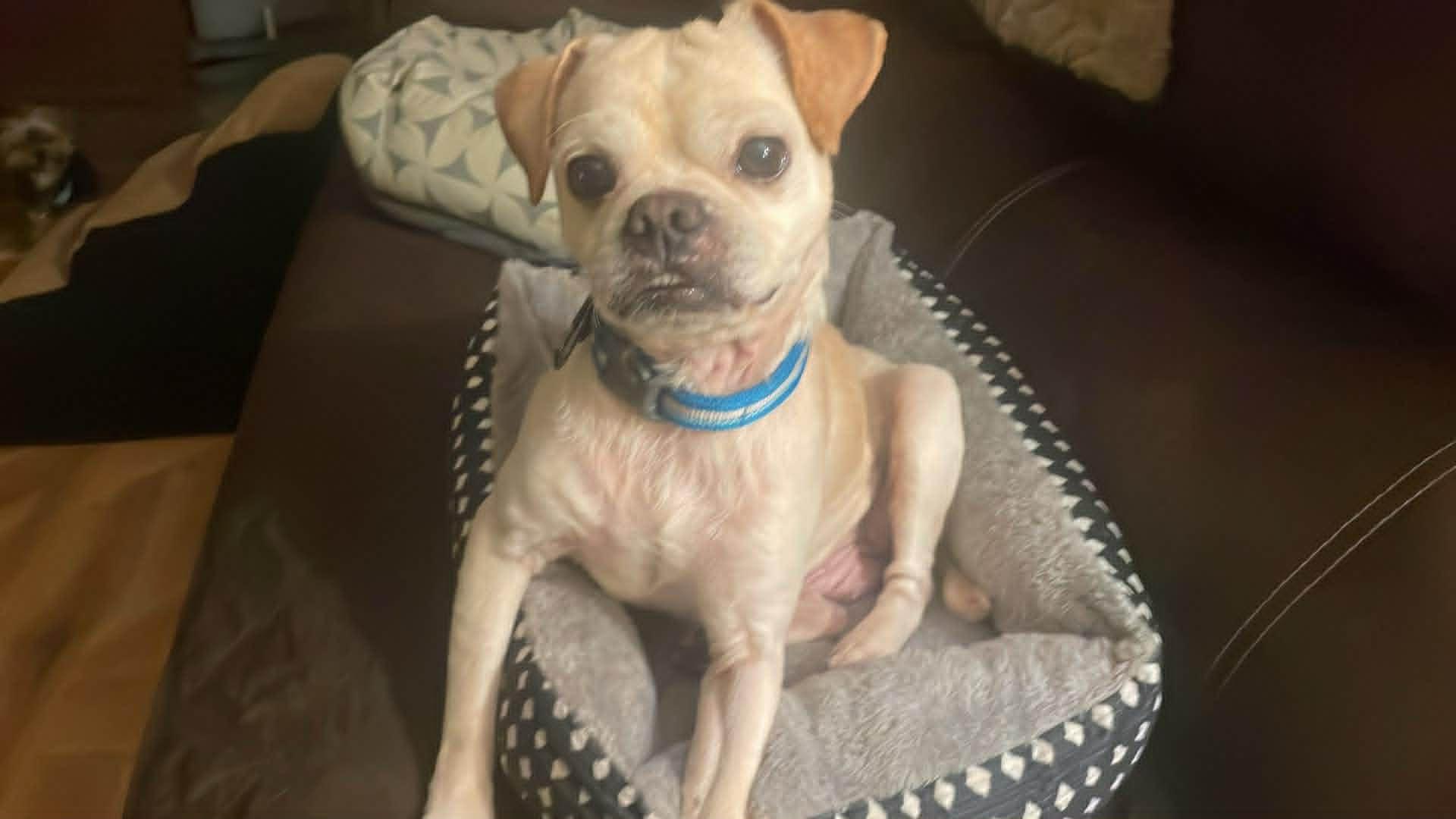 Hermey, an adopted Puggle in Fulton, NY image 2/2