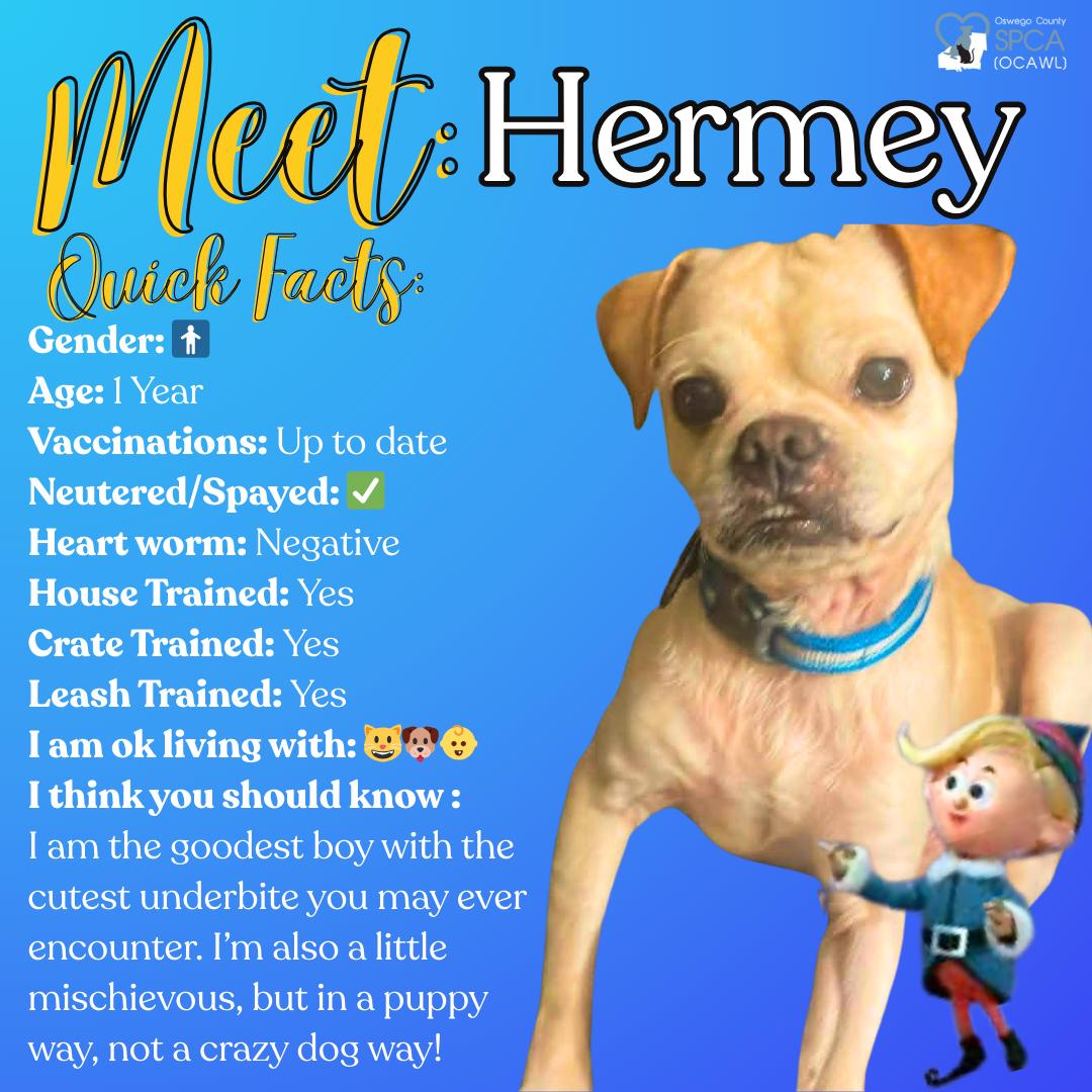 Hermey, an adopted Puggle in Fulton, NY image 1/2