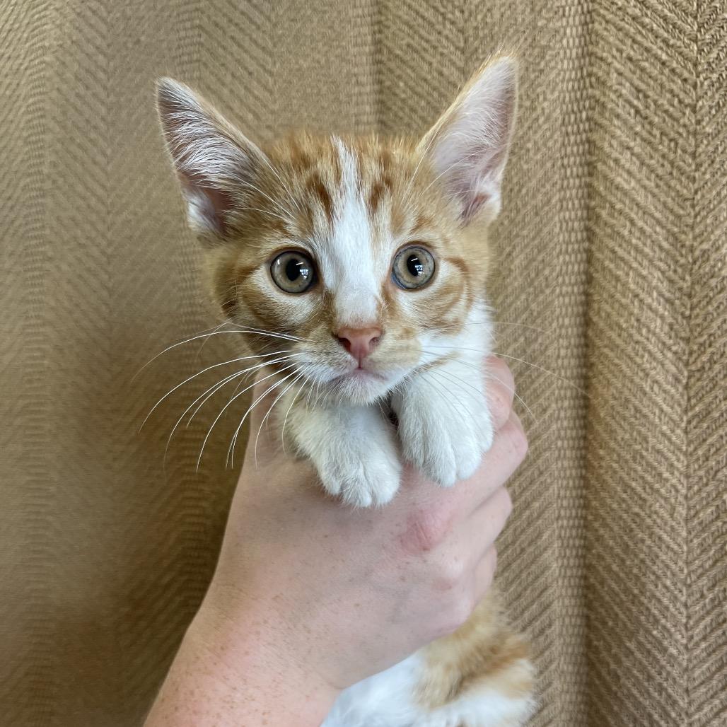 Bobby, Adoptable, Young Male Manx.