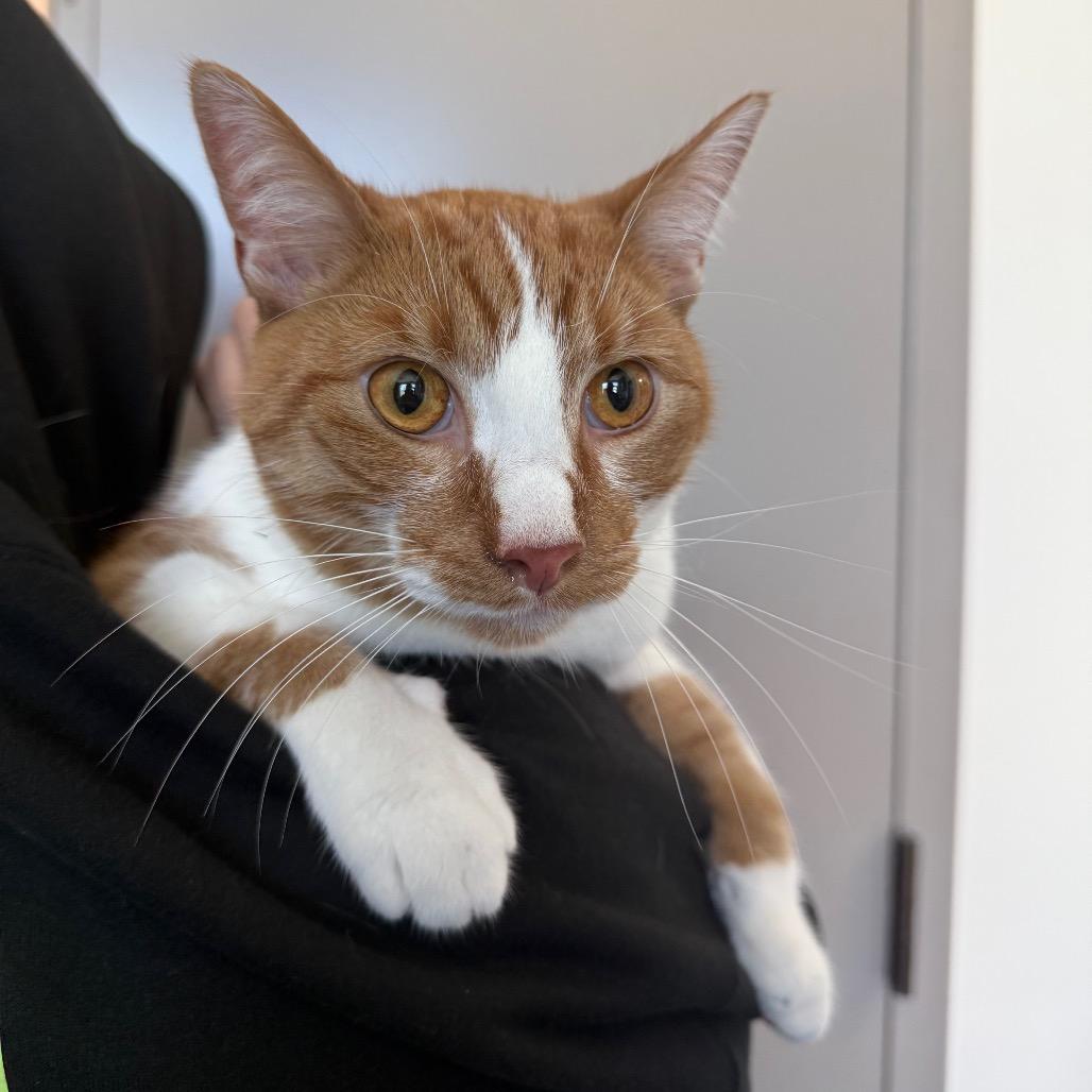 Enlarge Bobby, a Adoptable Manx in Sand Springs, OK image 2/3
