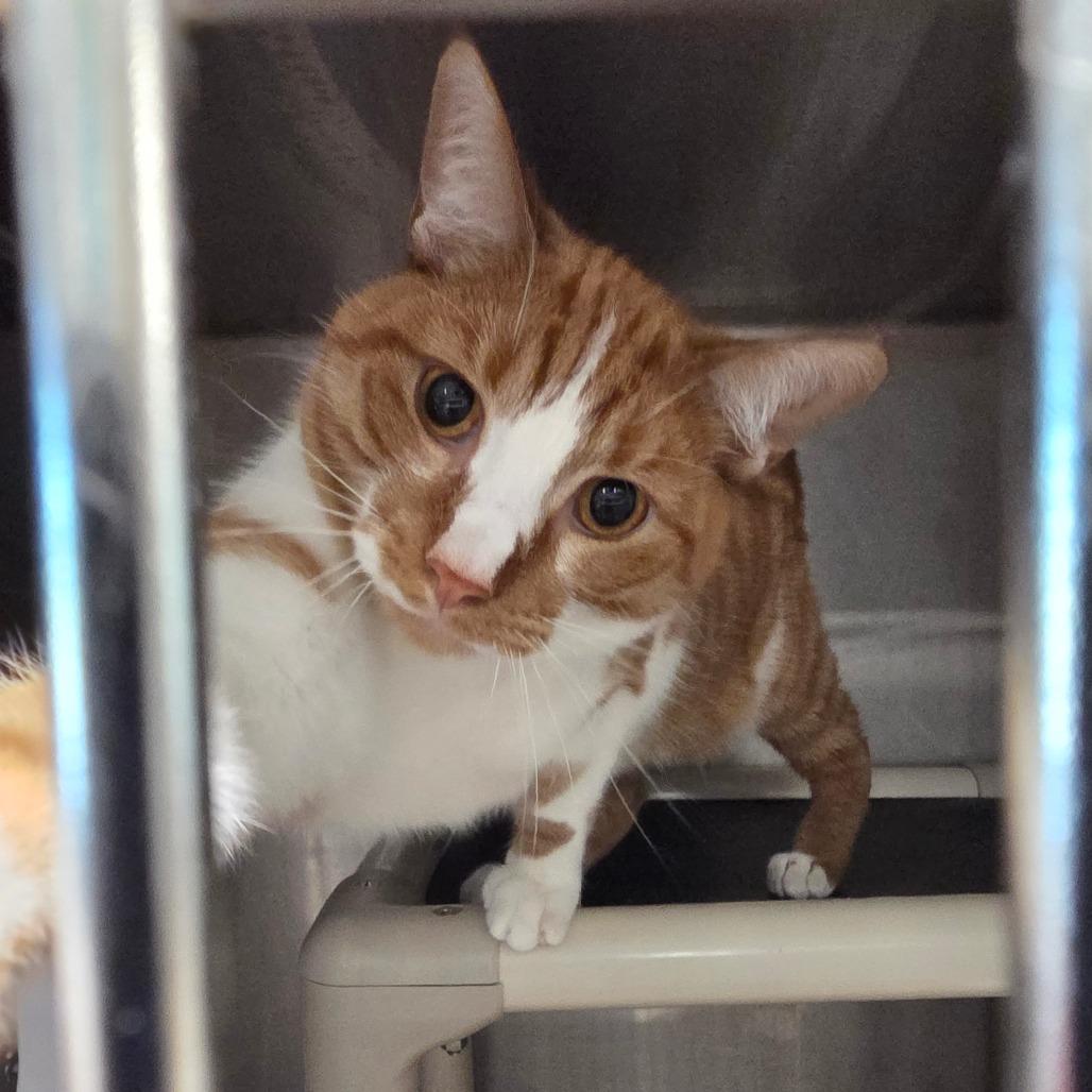 Enlarge Bobby, a Adoptable Manx in Sand Springs, OK image 3/3