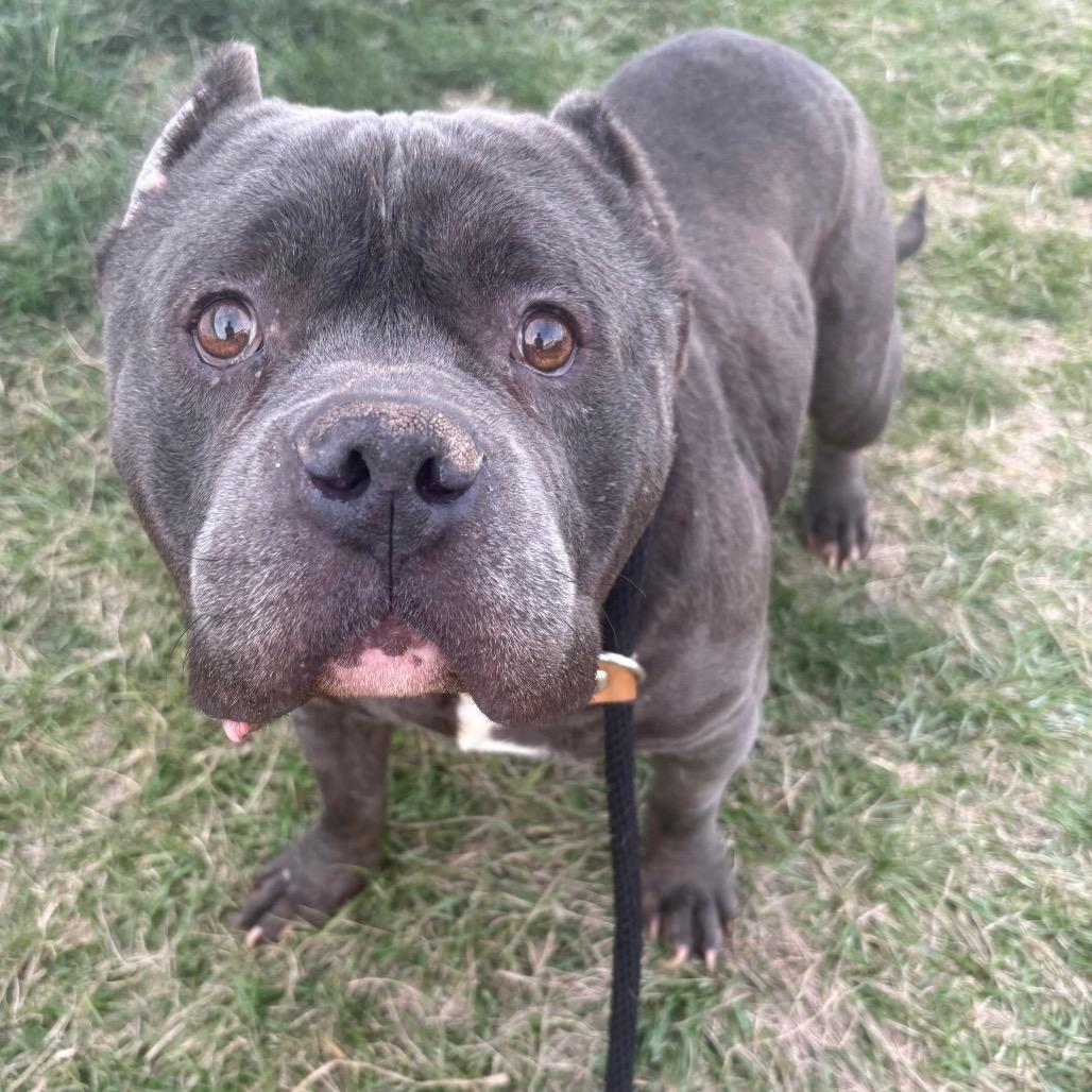 Inky, Adoptable, Adult Male Pit Bull Terrier.