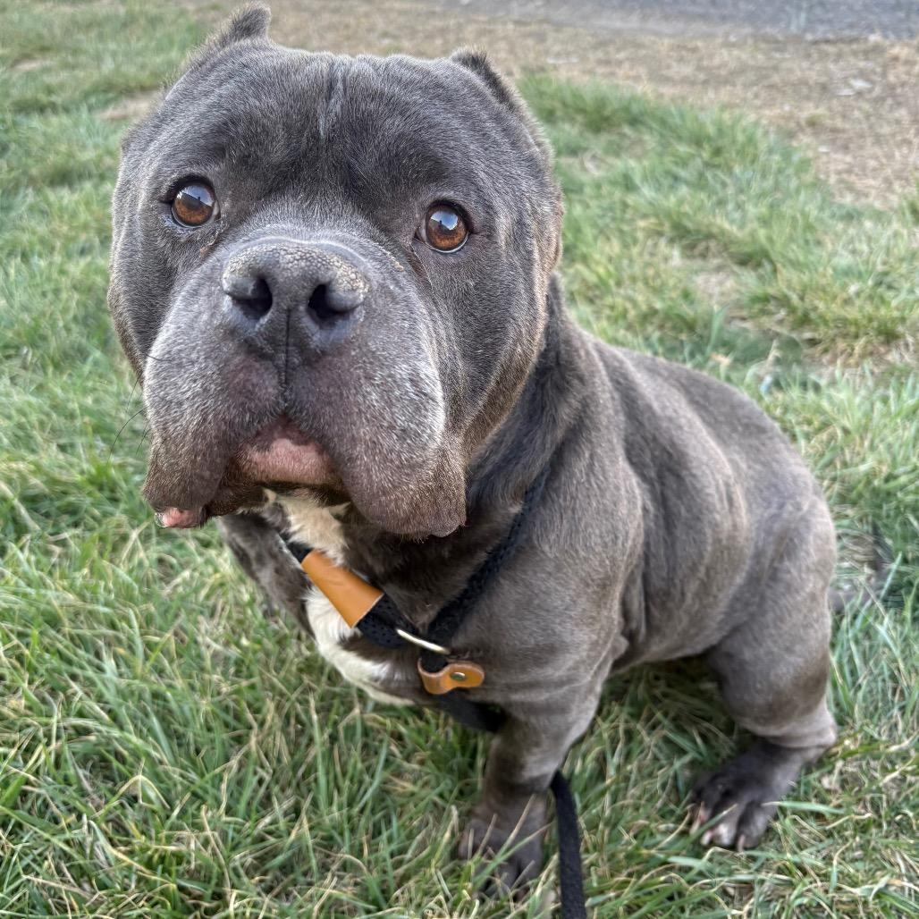 Enlarge Inky, a Adoptable Pit Bull Terrier in St Joseph, MO image 2/2