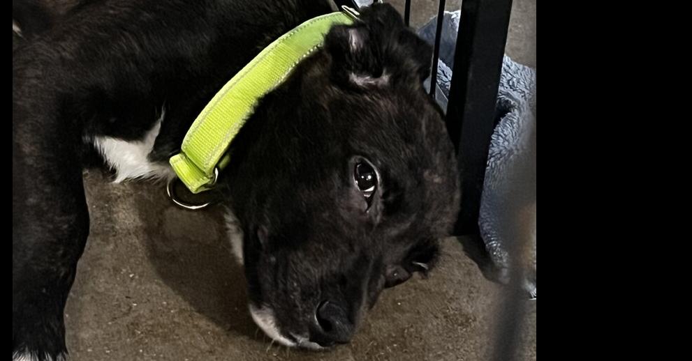 Rupert (Fostered in Omaha), Adoptable, Puppy Male Plott Hound.