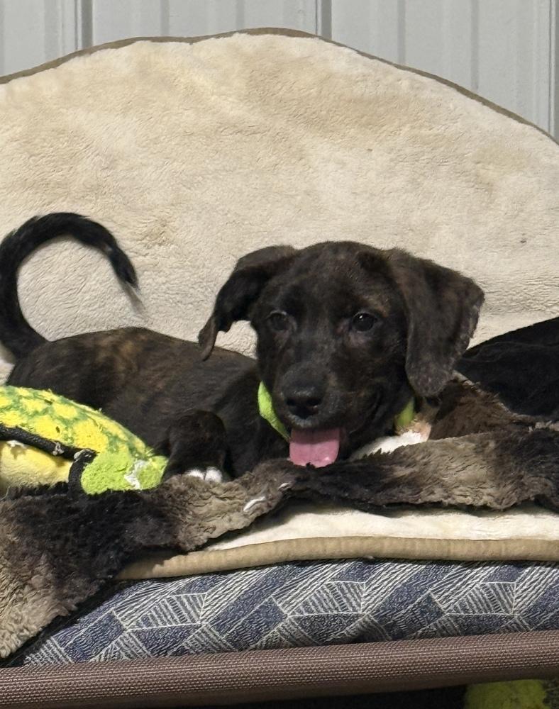Enlarge Rupert (Fostered in Omaha), a Adoptable mixed breed in Papillion, NE image 2/2