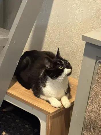 Liz, Adoptable, Young Female Domestic Short Hair.