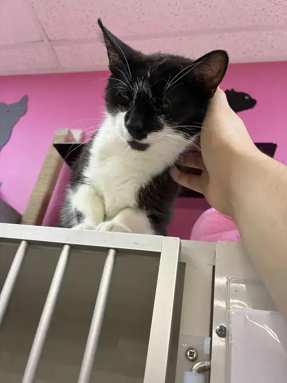 Liz, Adoptable, Young Female Domestic Short Hair.