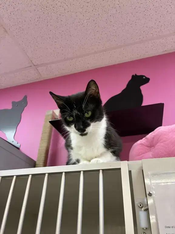 Liz, a Adoptable mixed breed in Grand Rapids, MI image 4/6