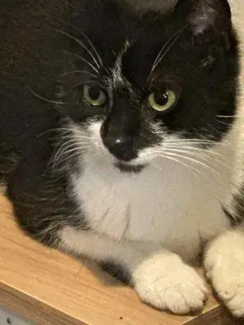 Enlarge Liz, a Adoptable Domestic Short Hair in Grand Rapids, MI image 2/4