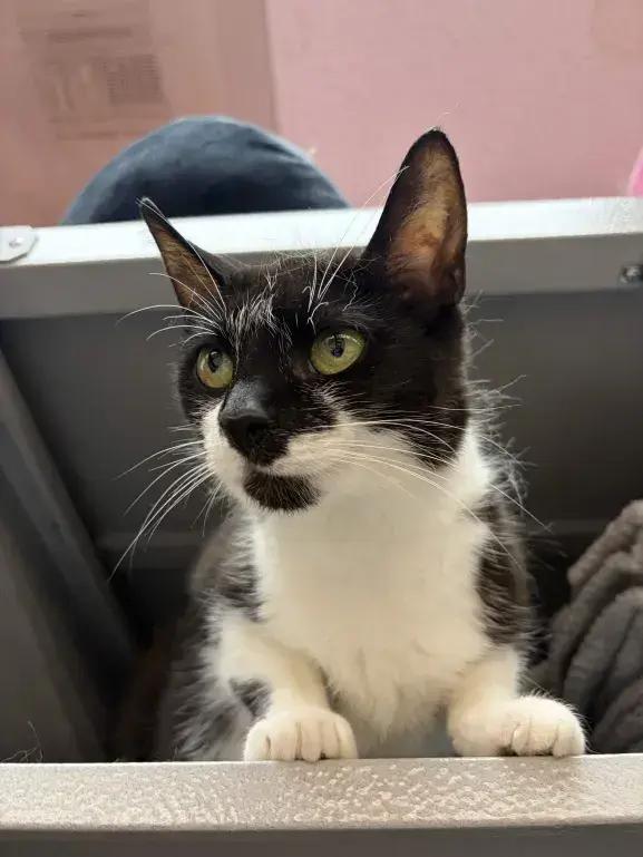 Liz, a Adoptable mixed breed in Grand Rapids, MI image 5/6