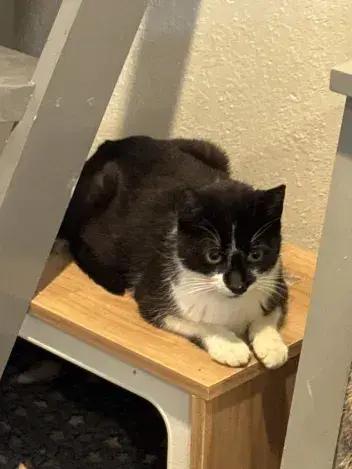 Enlarge Liz, a Adoptable Domestic Short Hair in Grand Rapids, MI image 3/4