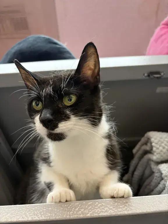 Liz, a Adoptable mixed breed in Grand Rapids, MI image 6/6