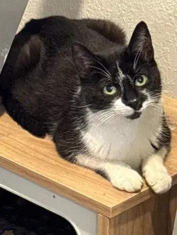Enlarge Liz, a Adoptable Domestic Short Hair in Grand Rapids, MI image 4/4
