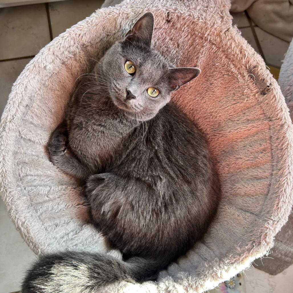 Regan, Adoptable, Young Female Domestic Short Hair.