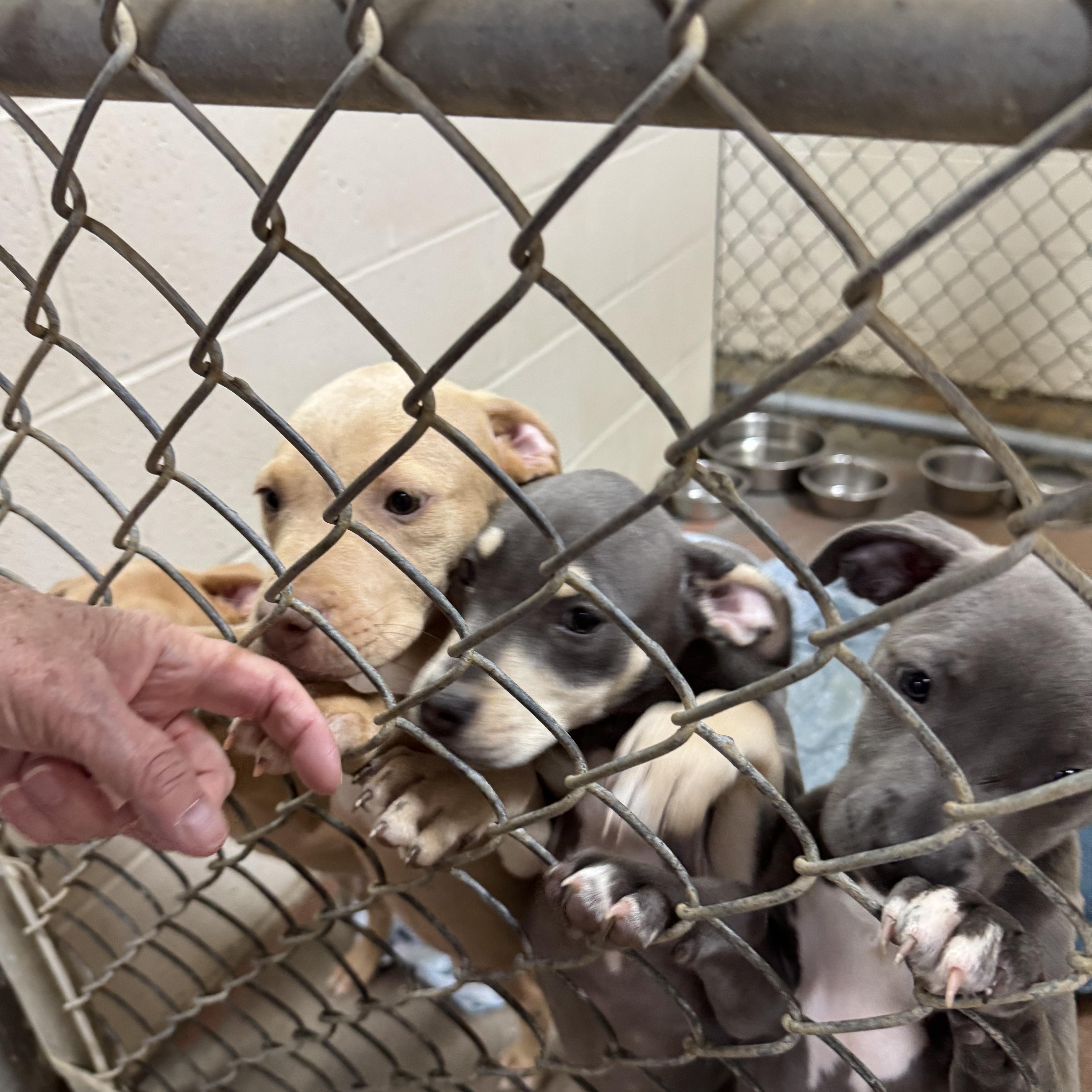 Puppies photo 1