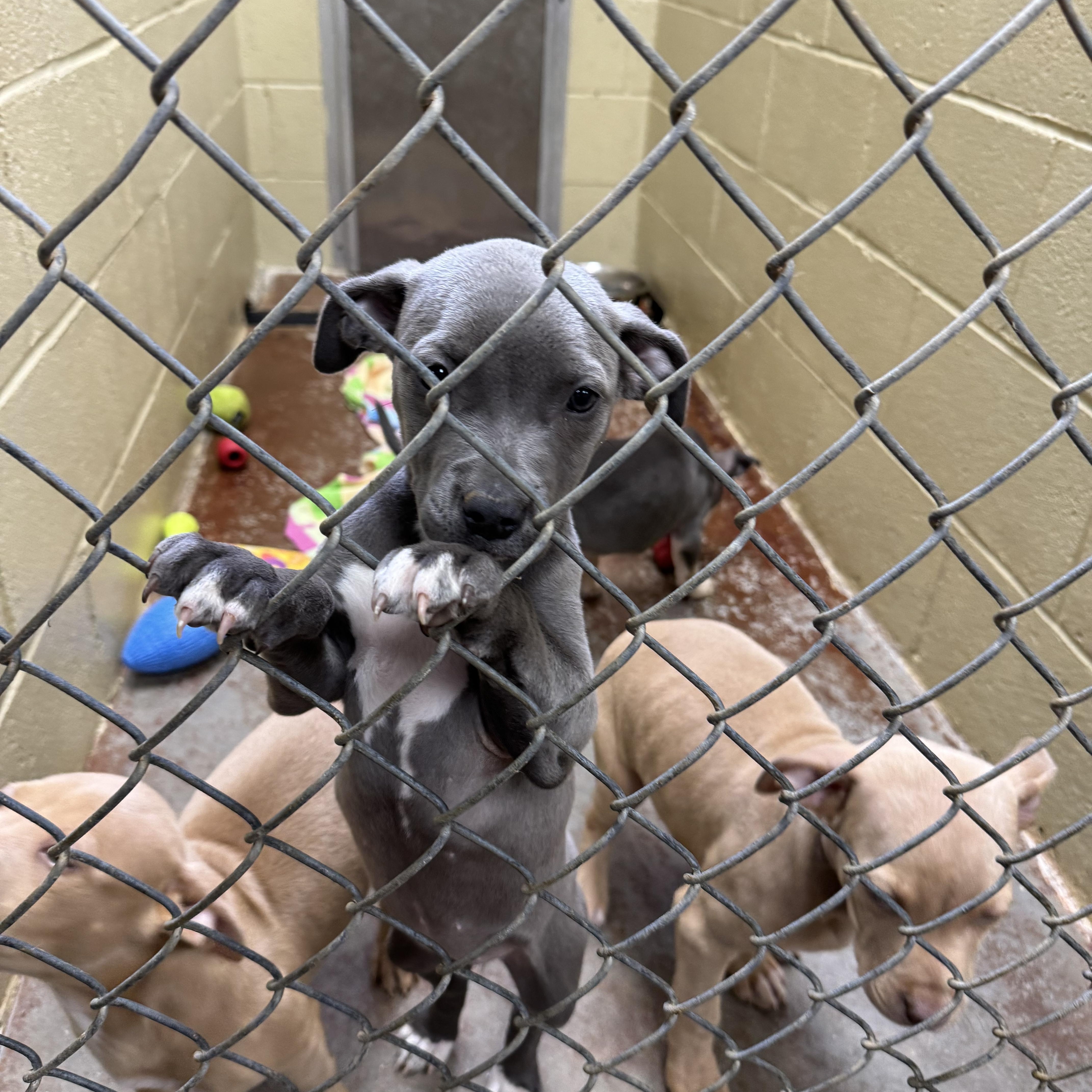 Puppies thumbnail 5