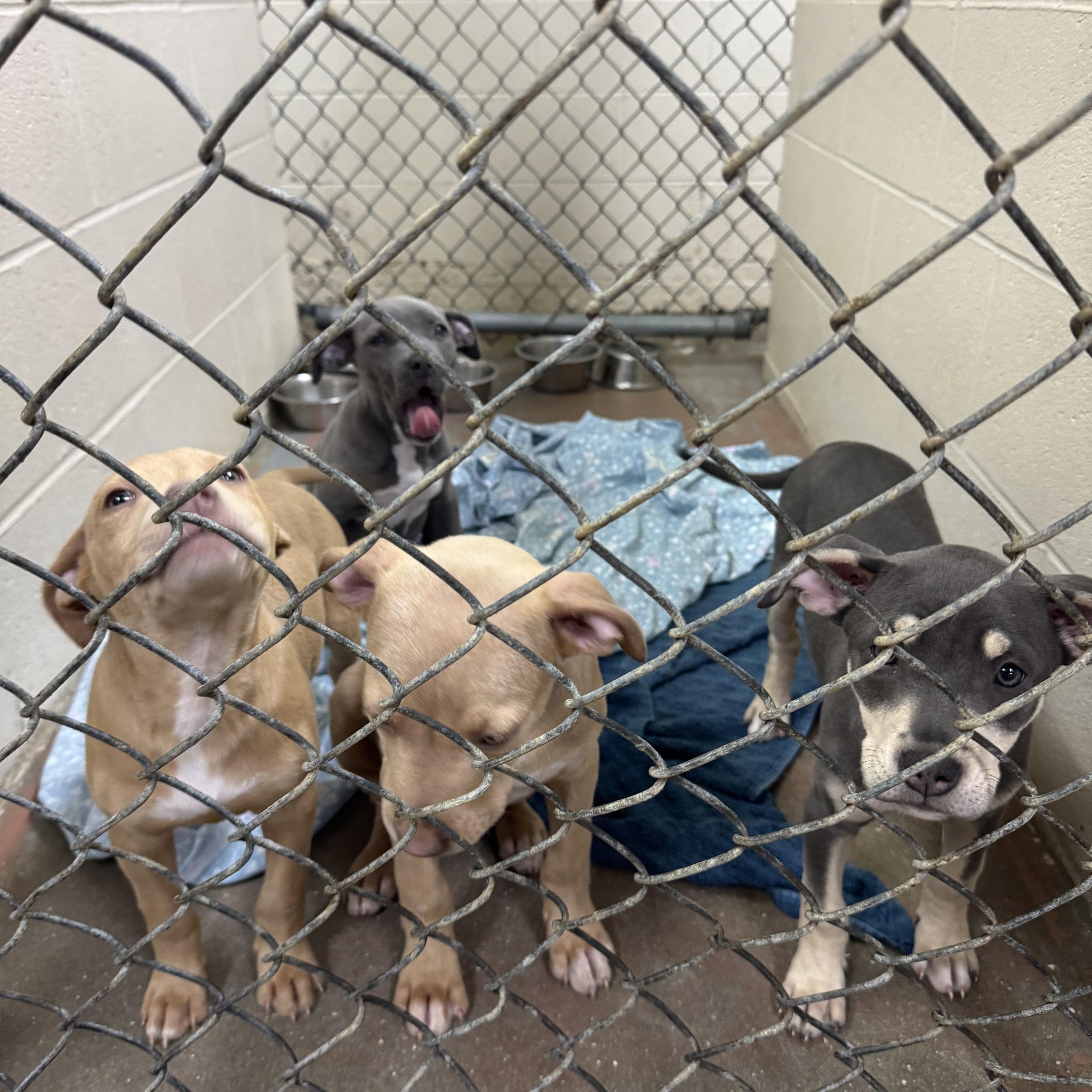 Puppies thumbnail 4