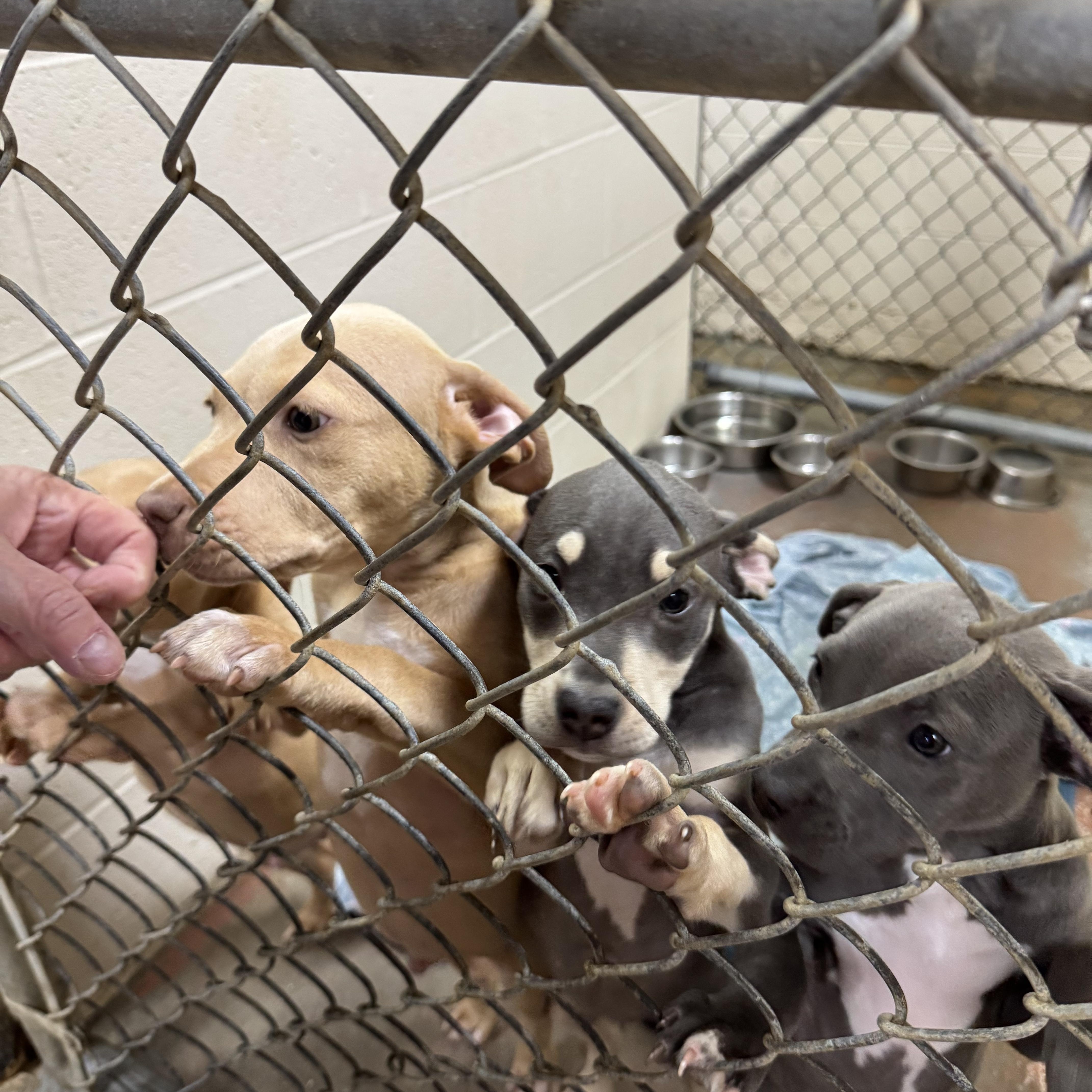 Puppies thumbnail 3