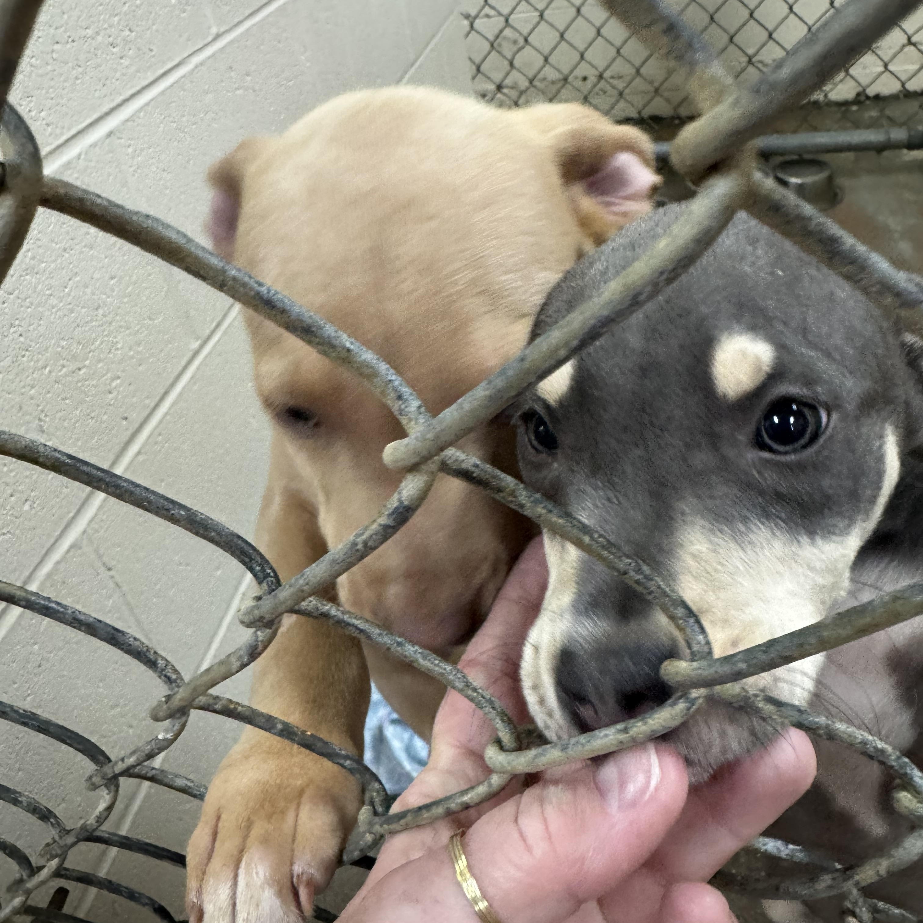 Puppies thumbnail 2