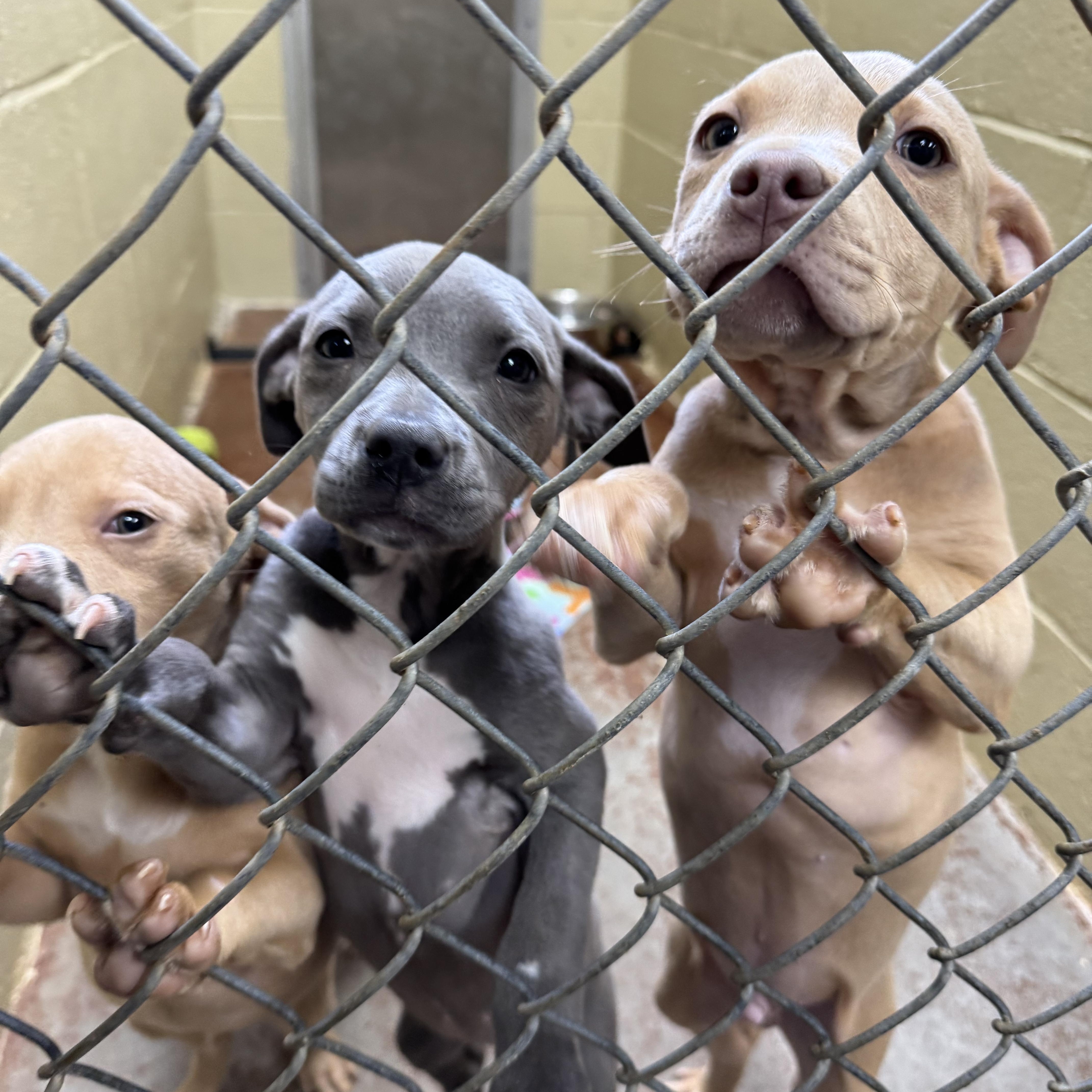 Puppies thumbnail 6