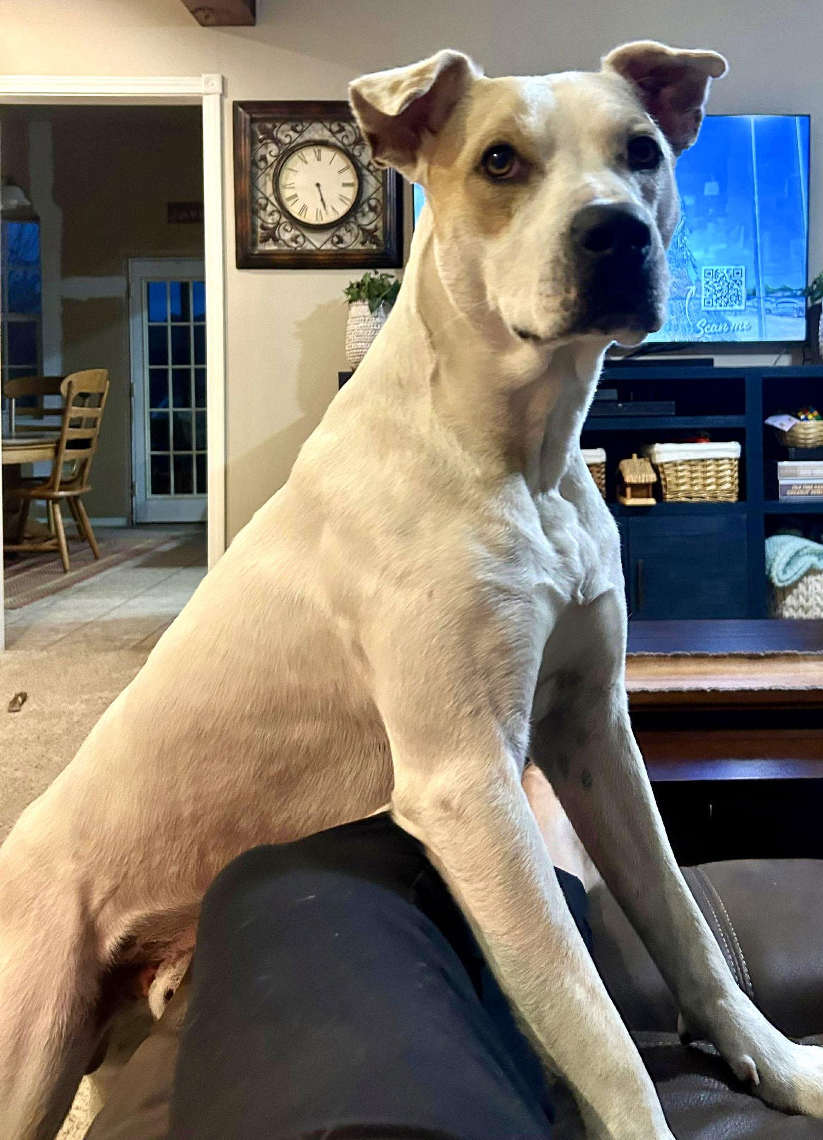 Enlarge Ben, a Adoptable mixed breed in Wakefield, RI image 1/3