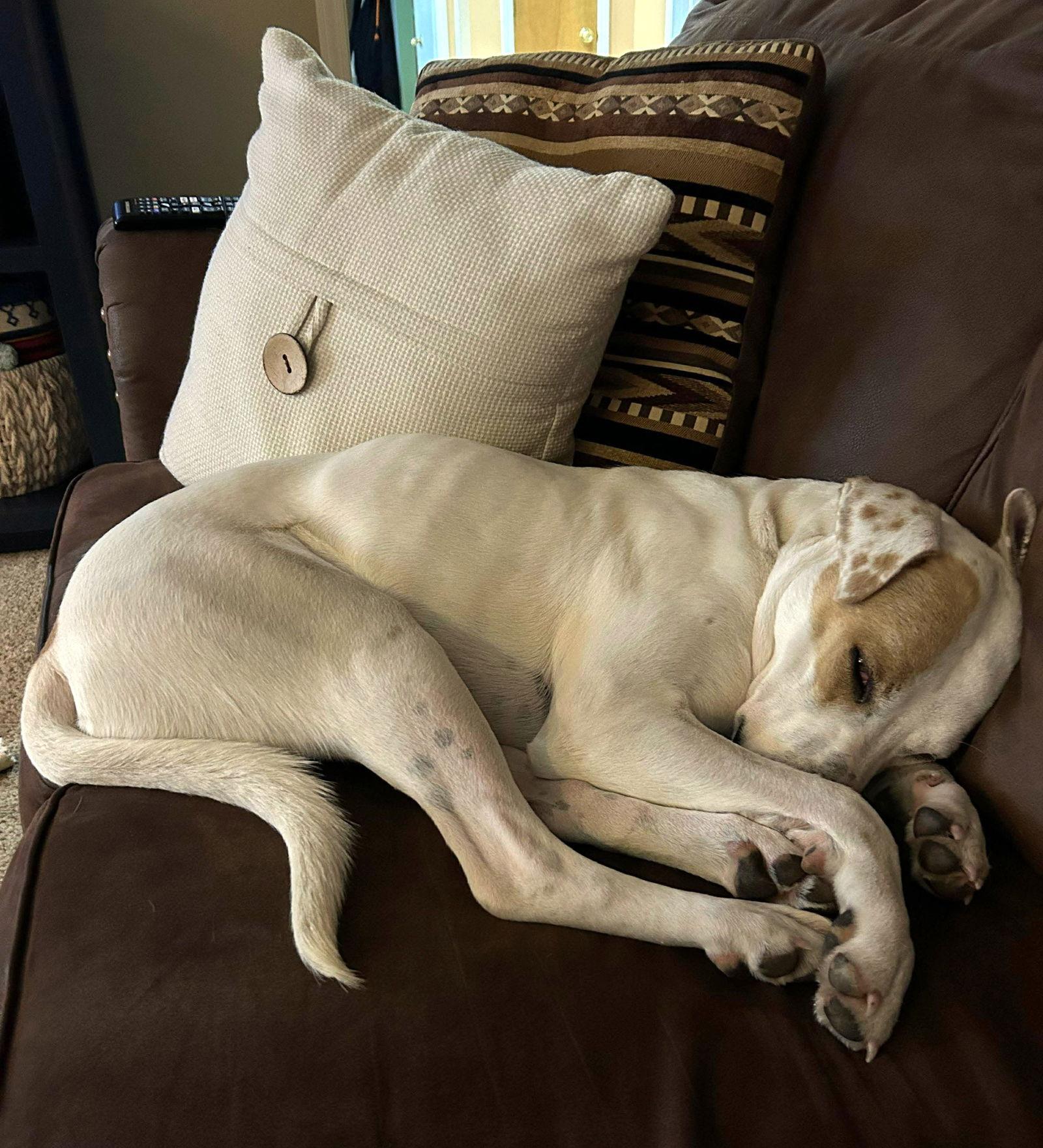 Enlarge Ben, a Adoptable mixed breed in Wakefield, RI image 2/3