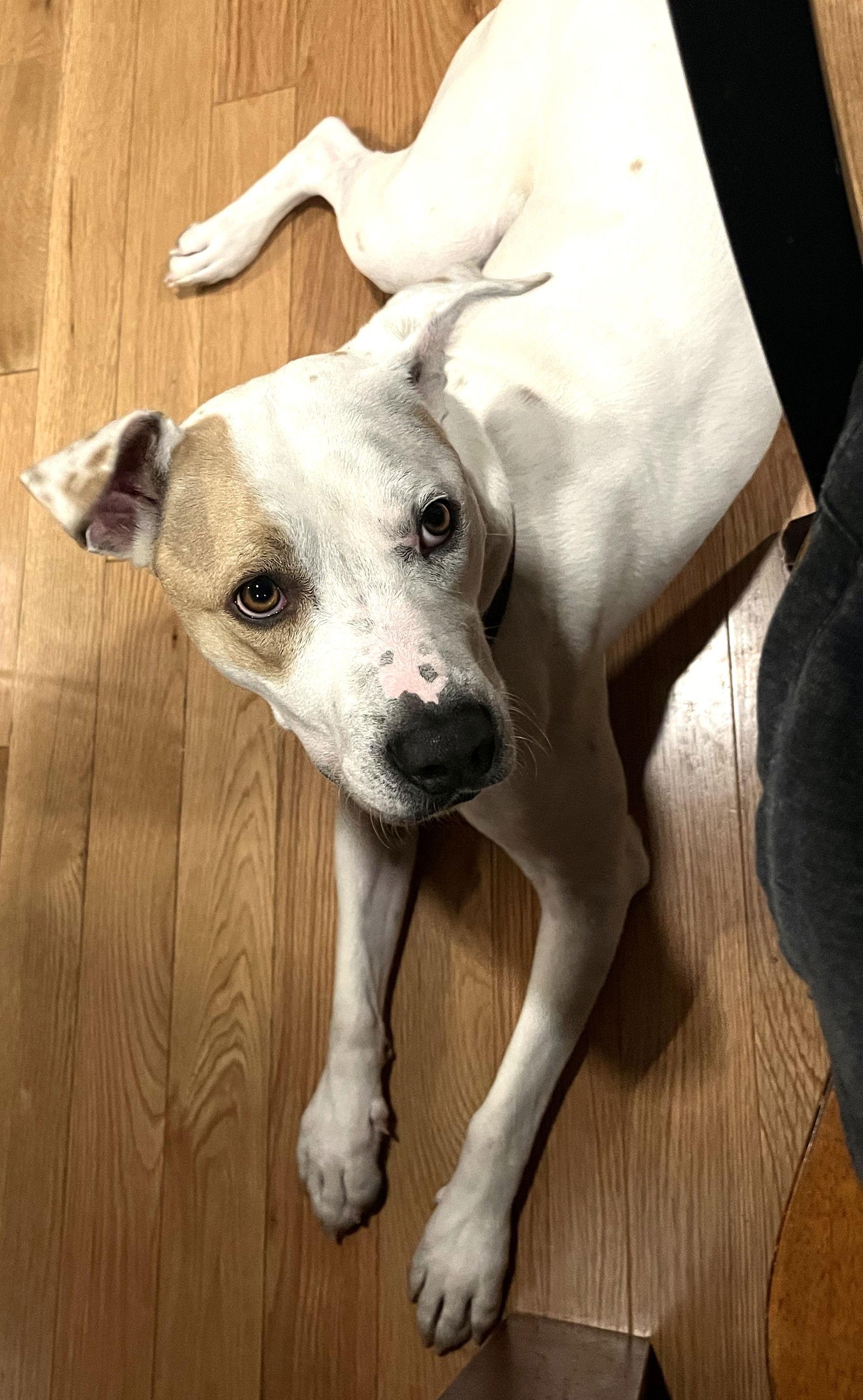 Enlarge Ben *LOCAL*, a Adoptable mixed breed in Wakefield, RI image 1/3