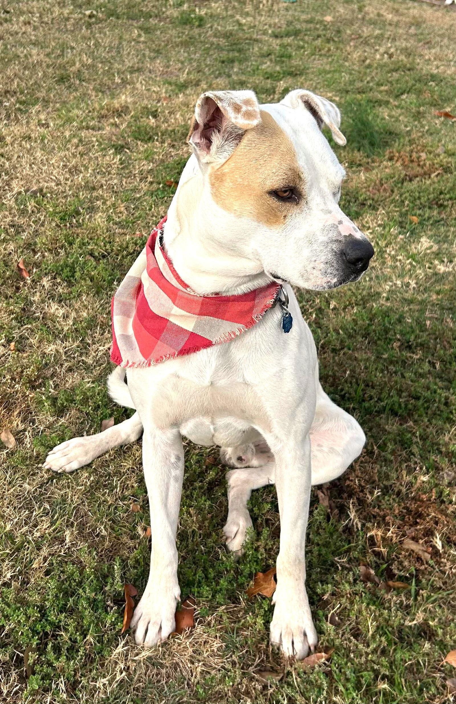 Enlarge Ben, a Adoptable mixed breed in Wakefield, RI image 3/3