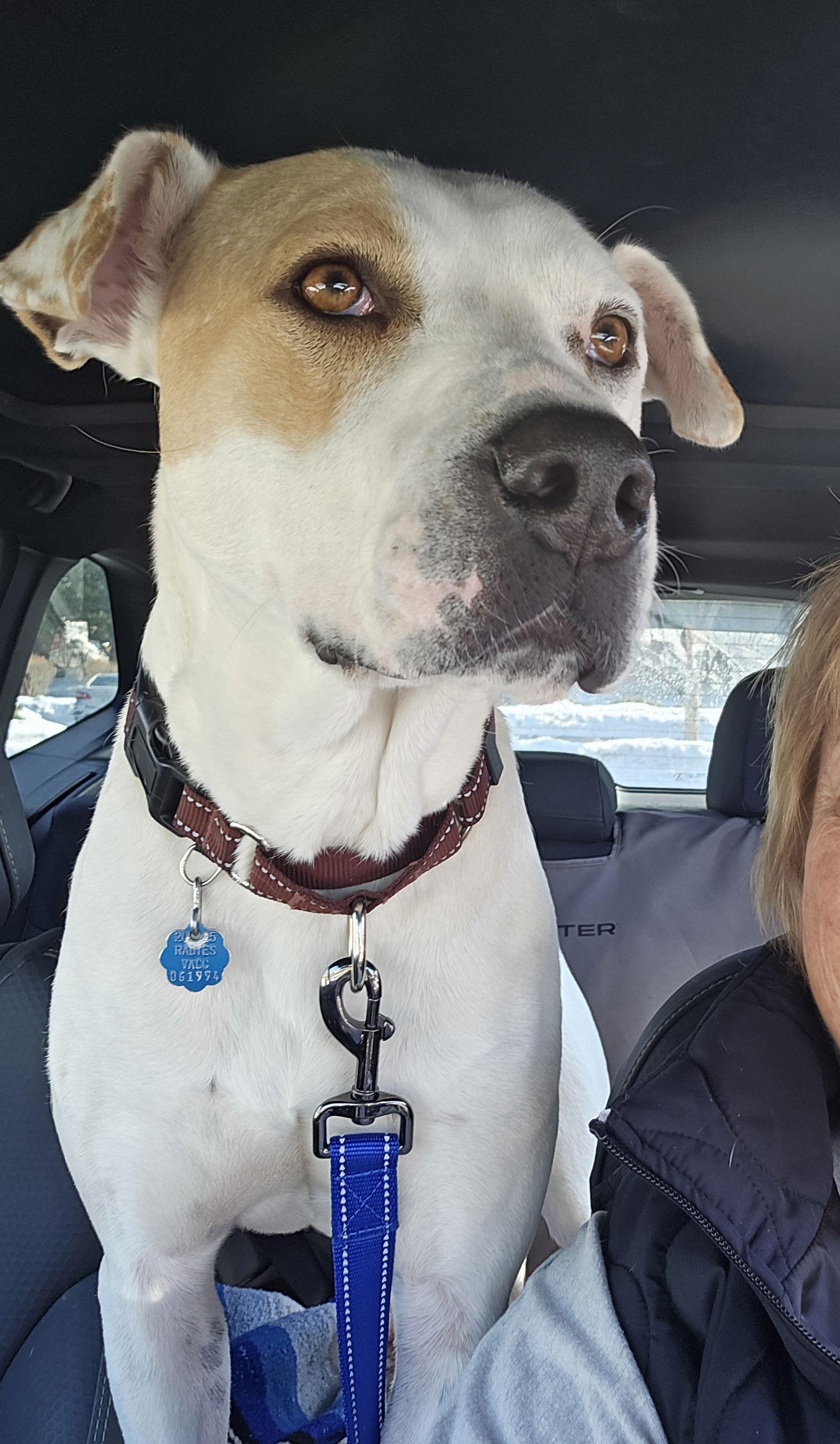 Enlarge Ben *LOCAL*, a Adoptable mixed breed in Wakefield, RI image 2/3